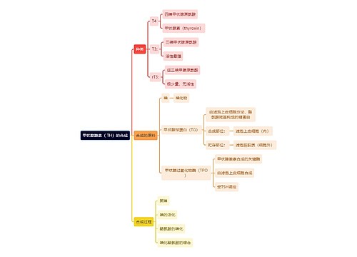 医学知识甲状腺激素（ TH）的合成思维导图