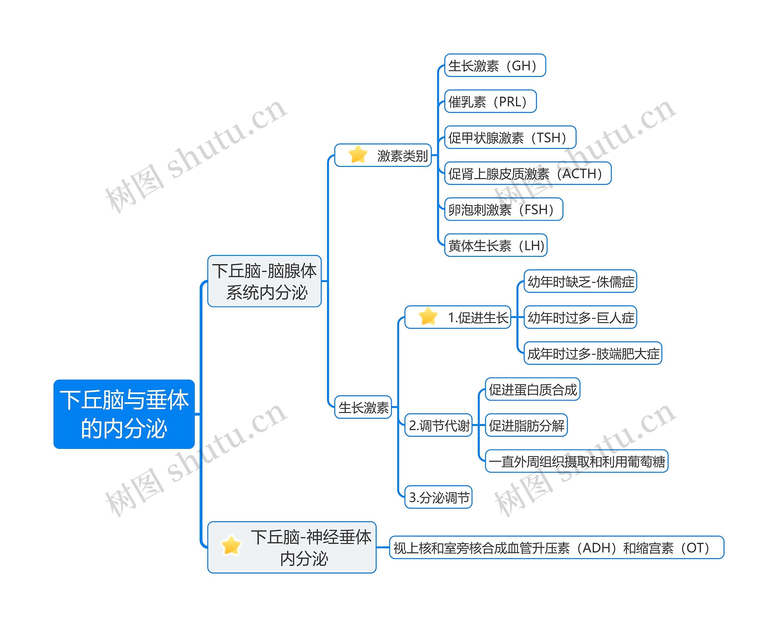 《下丘脑与垂体的内分泌》思维导图