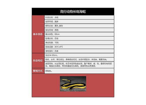爬行动物长吻海蛇