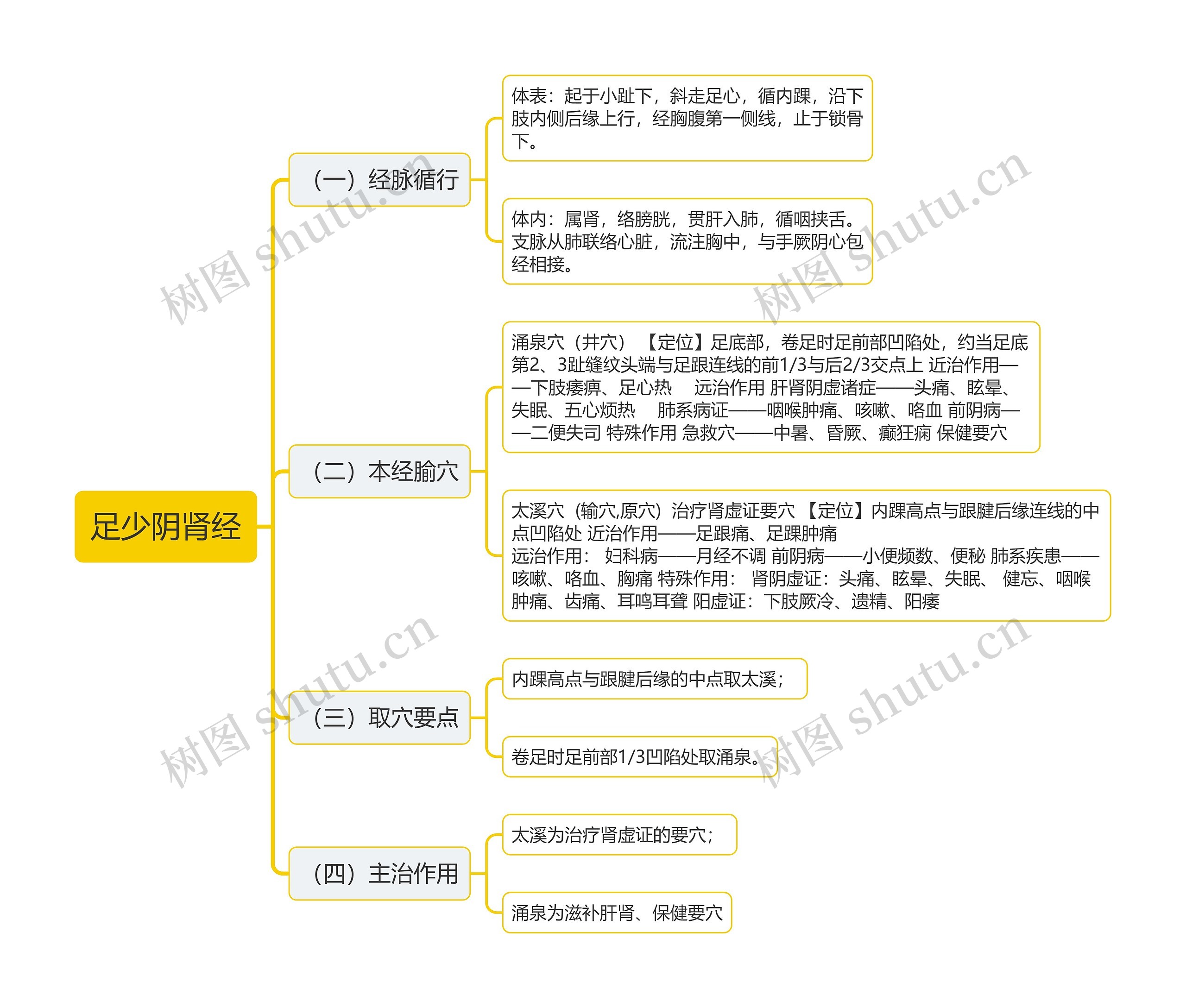 足少阴肾经思维导图