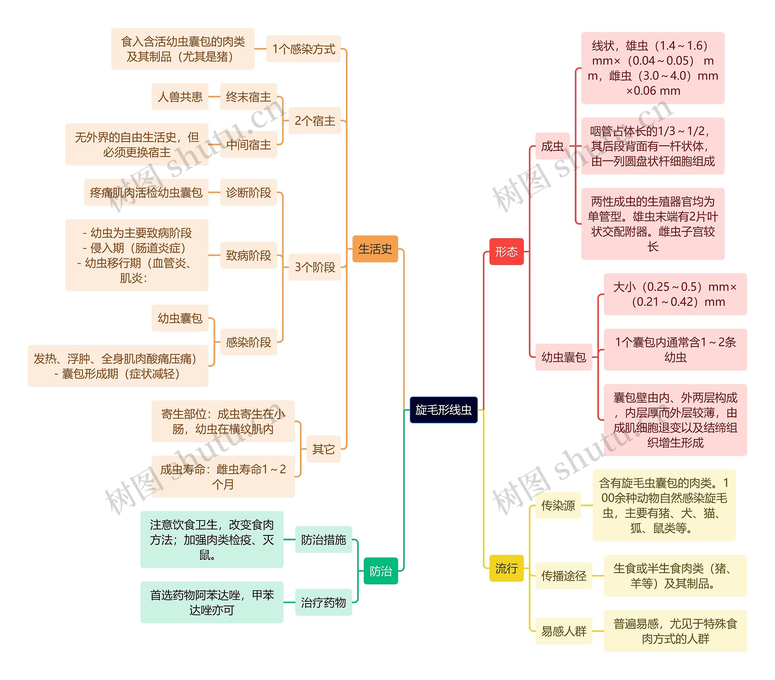 医学知识旋毛形线虫思维导图