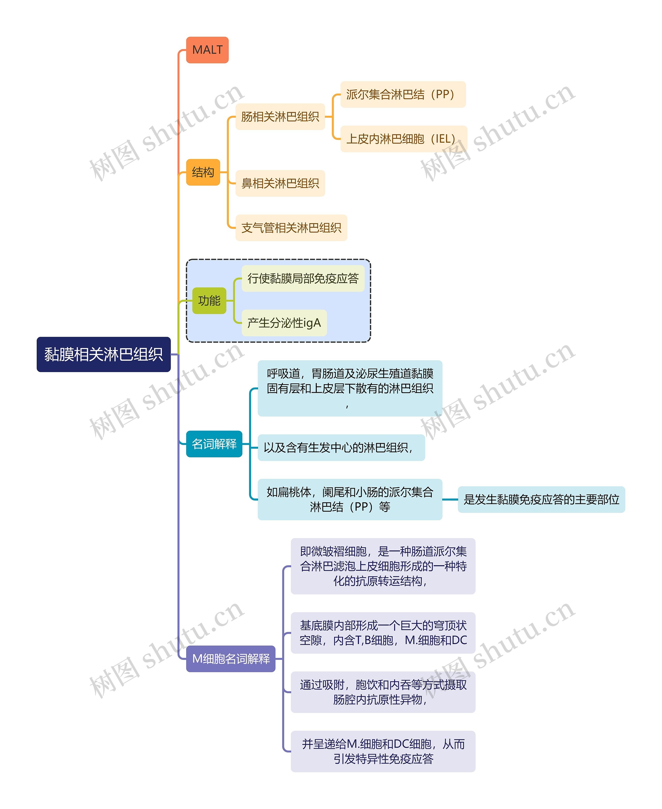 医学知识黏膜相关淋巴组织思维导图高清图 医学知识黏膜相关淋巴组织思维导图