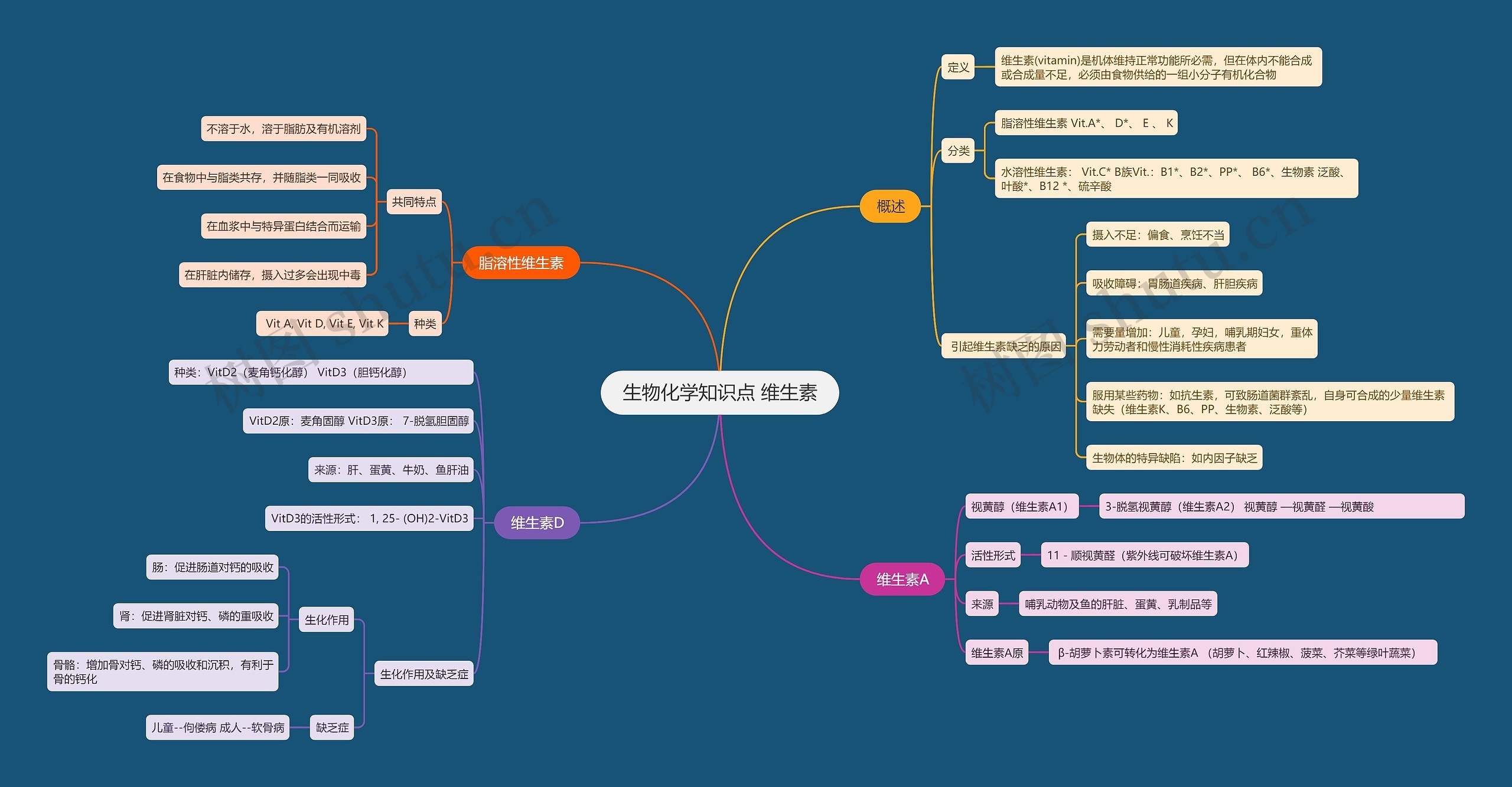 生物化学知识点 维生素