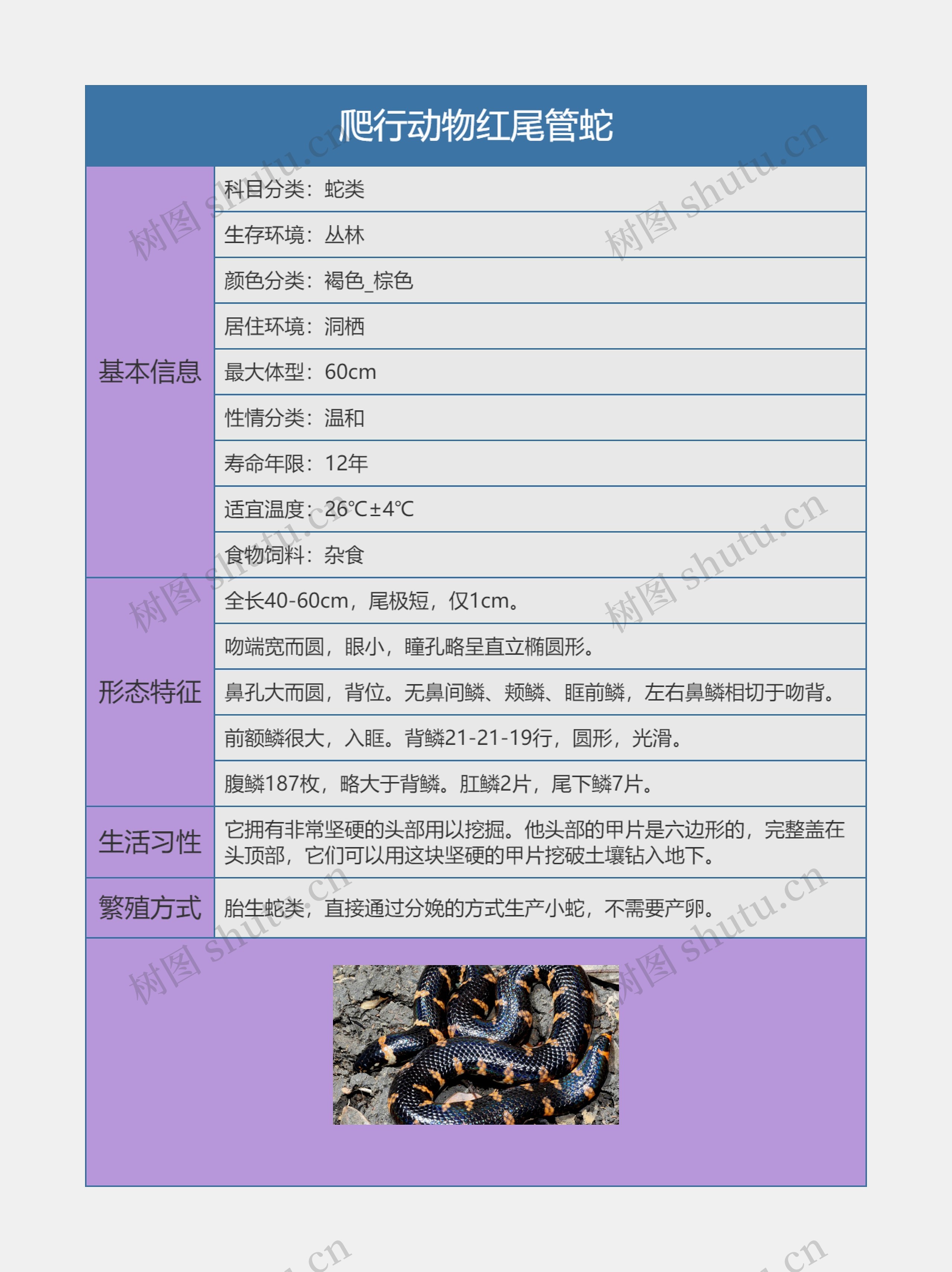 爬行动物红尾管蛇思维导图