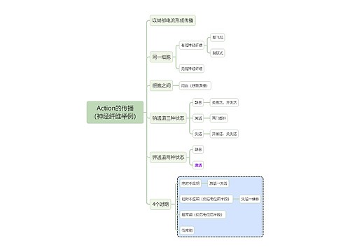 医学知识Action的传播（神经纤维举例）思维导图