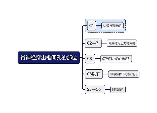 医学知识脊神经穿出椎间孔的部位思维导图