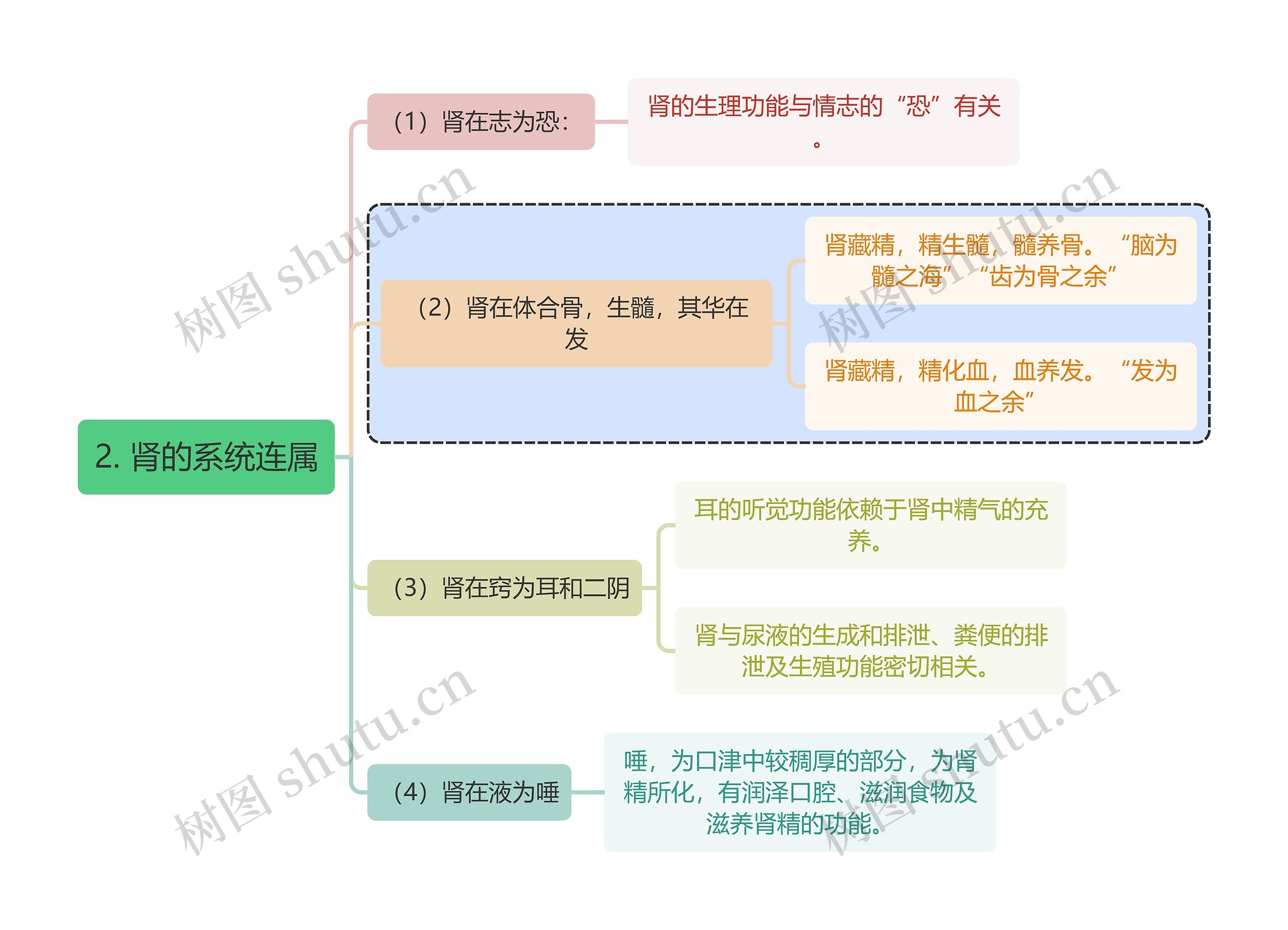 中医知识肾的系统连属思维导图