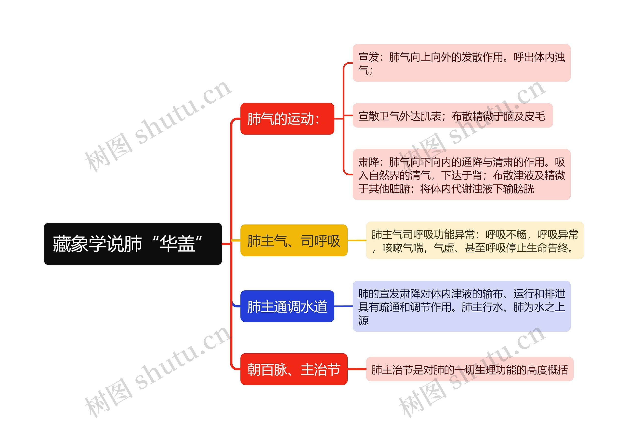 藏象学说肺“华盖”思维导图