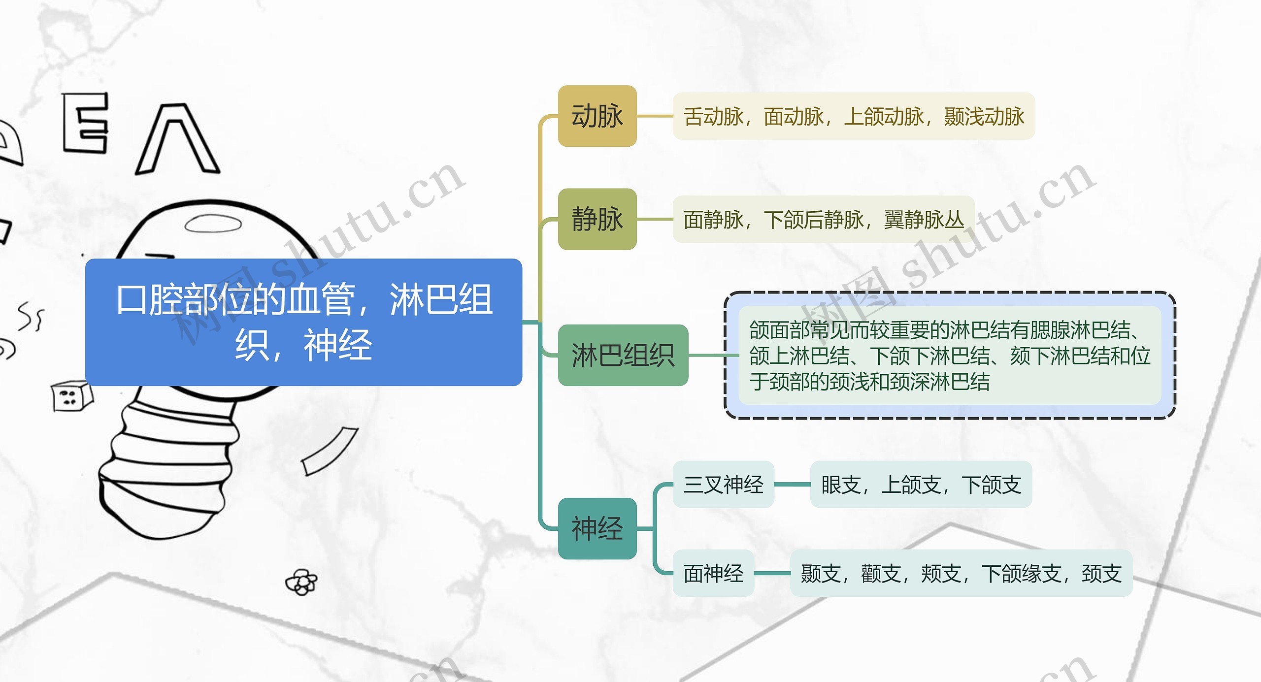 医学知识口腔部位的血管，淋巴组织，神经思维导图