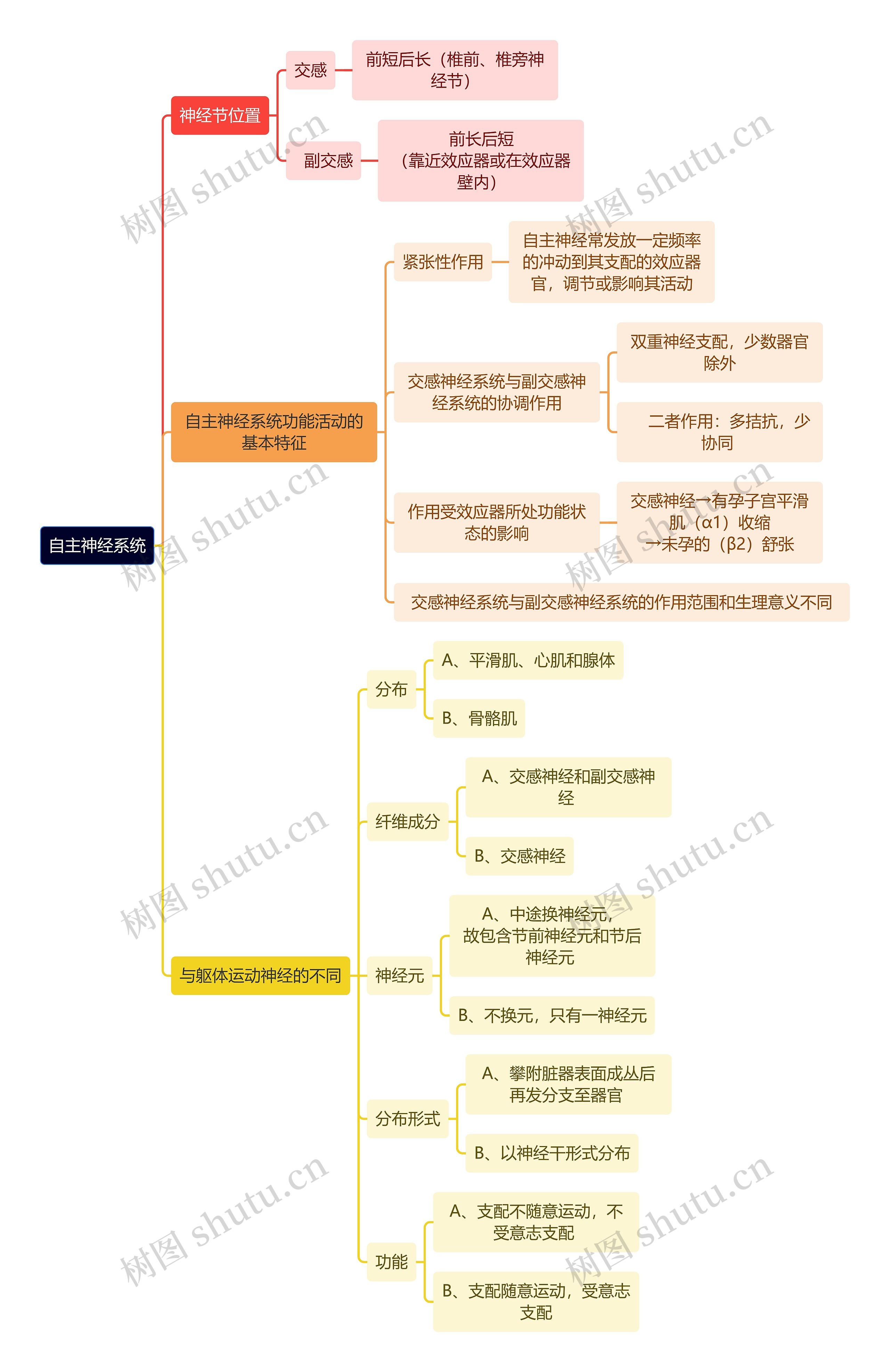 医学知识自主神经系统思维导图