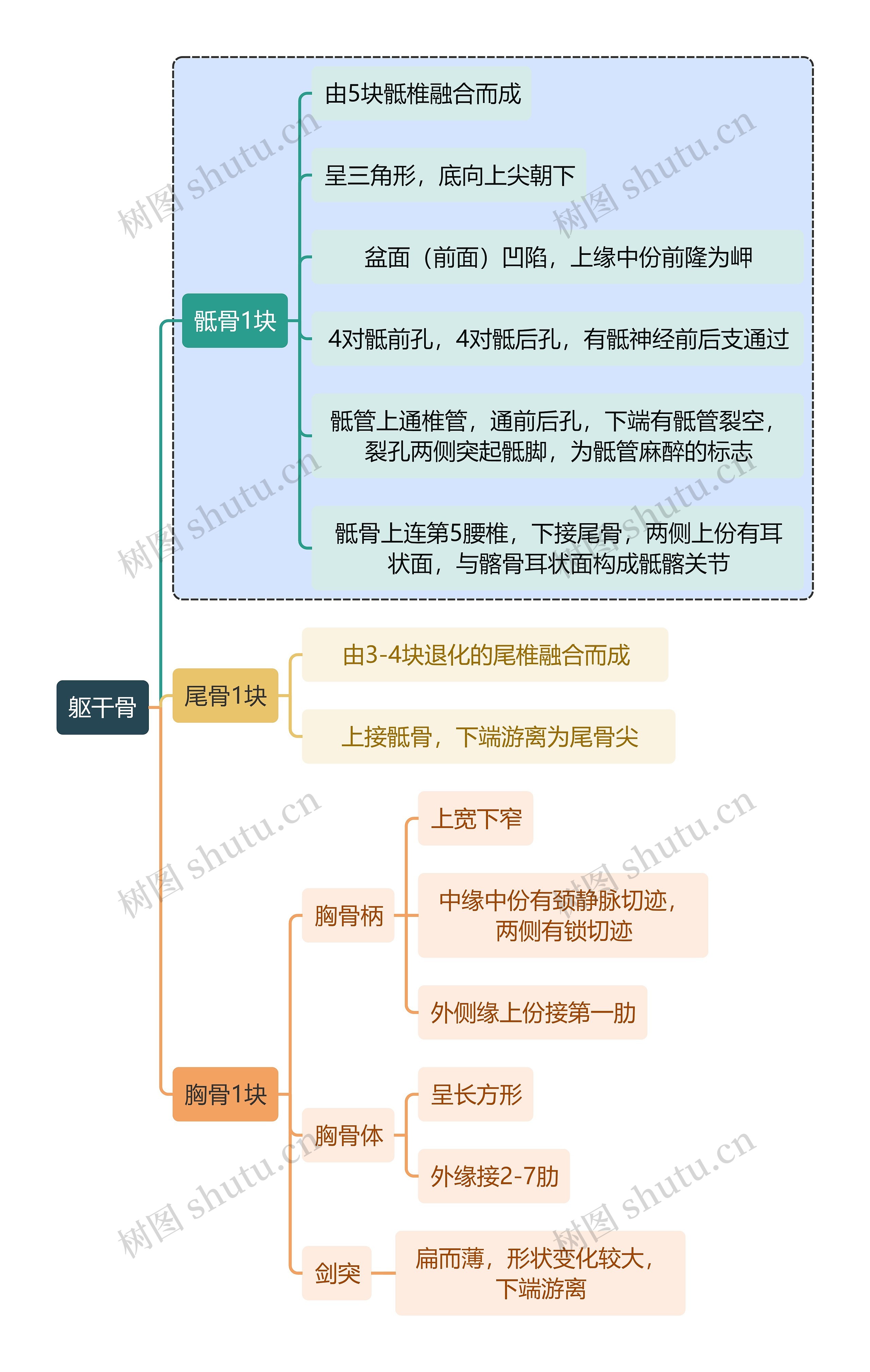 骨学知识躯干骨思维导图