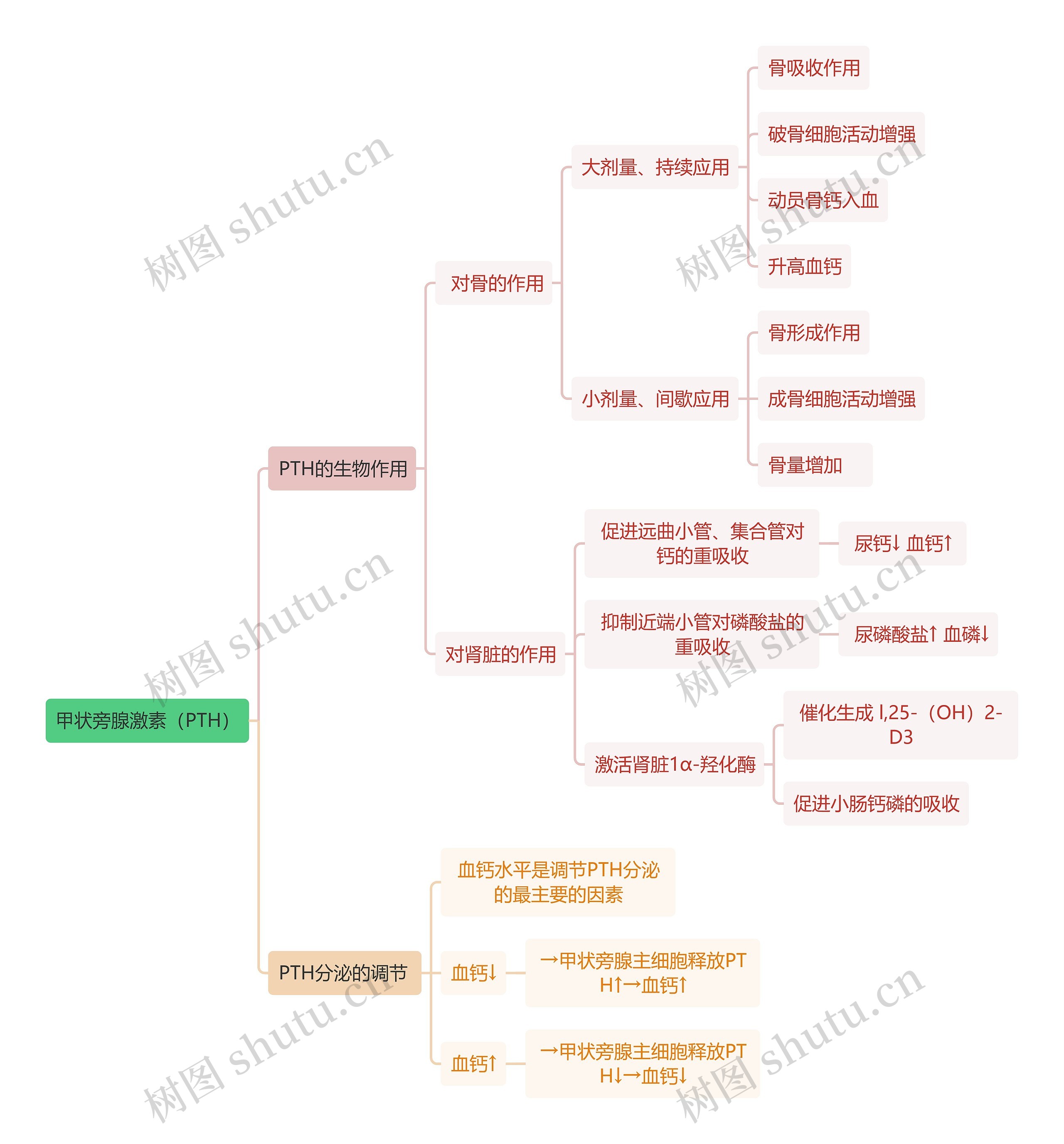 医学知识甲状旁腺激素（PTH）思维导图