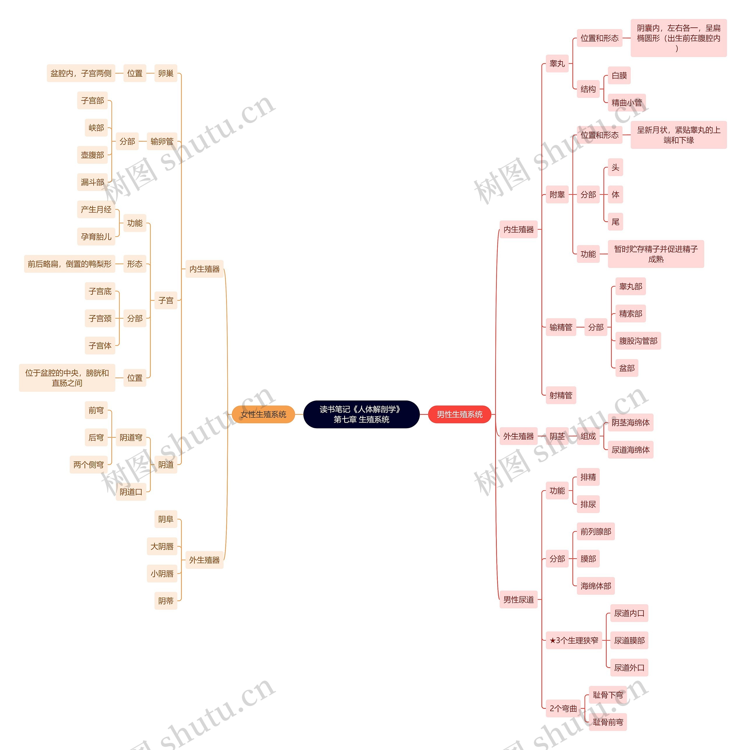 读书笔记《人体解剖学》第七章 生殖系统思维导图