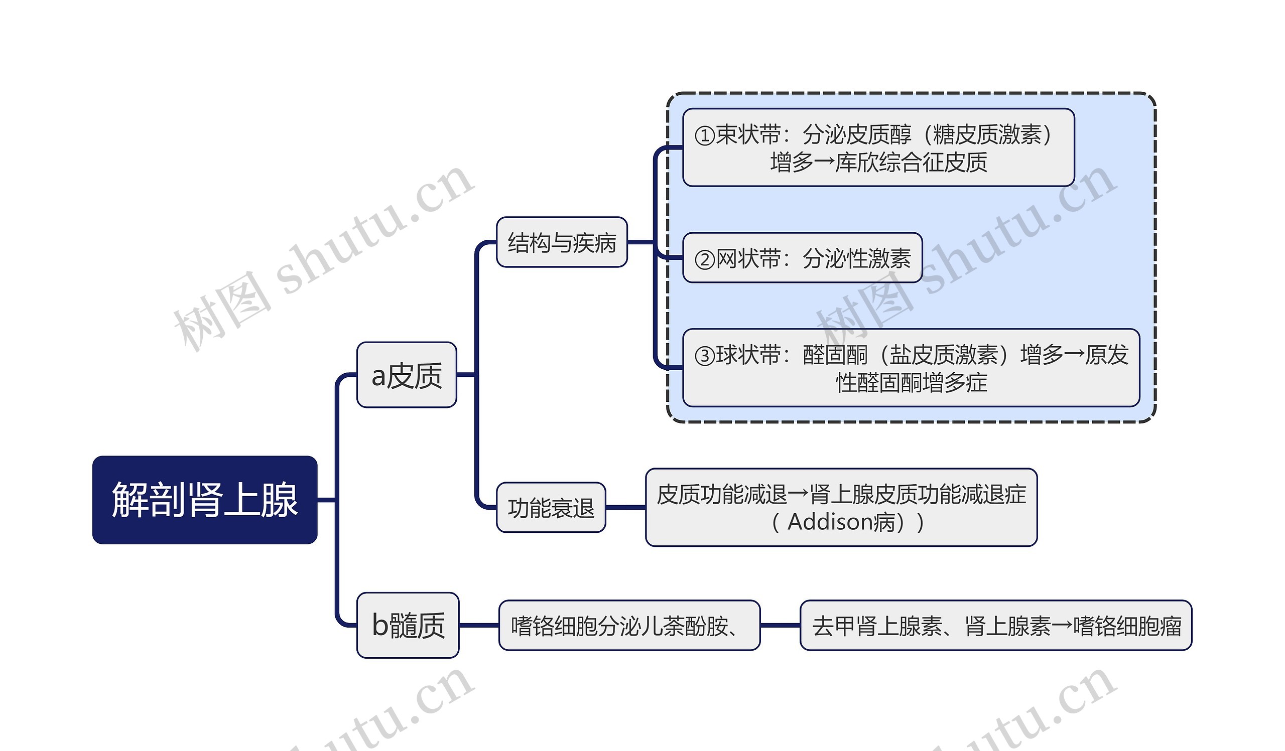 系统解剖学知识肾上腺思维导图