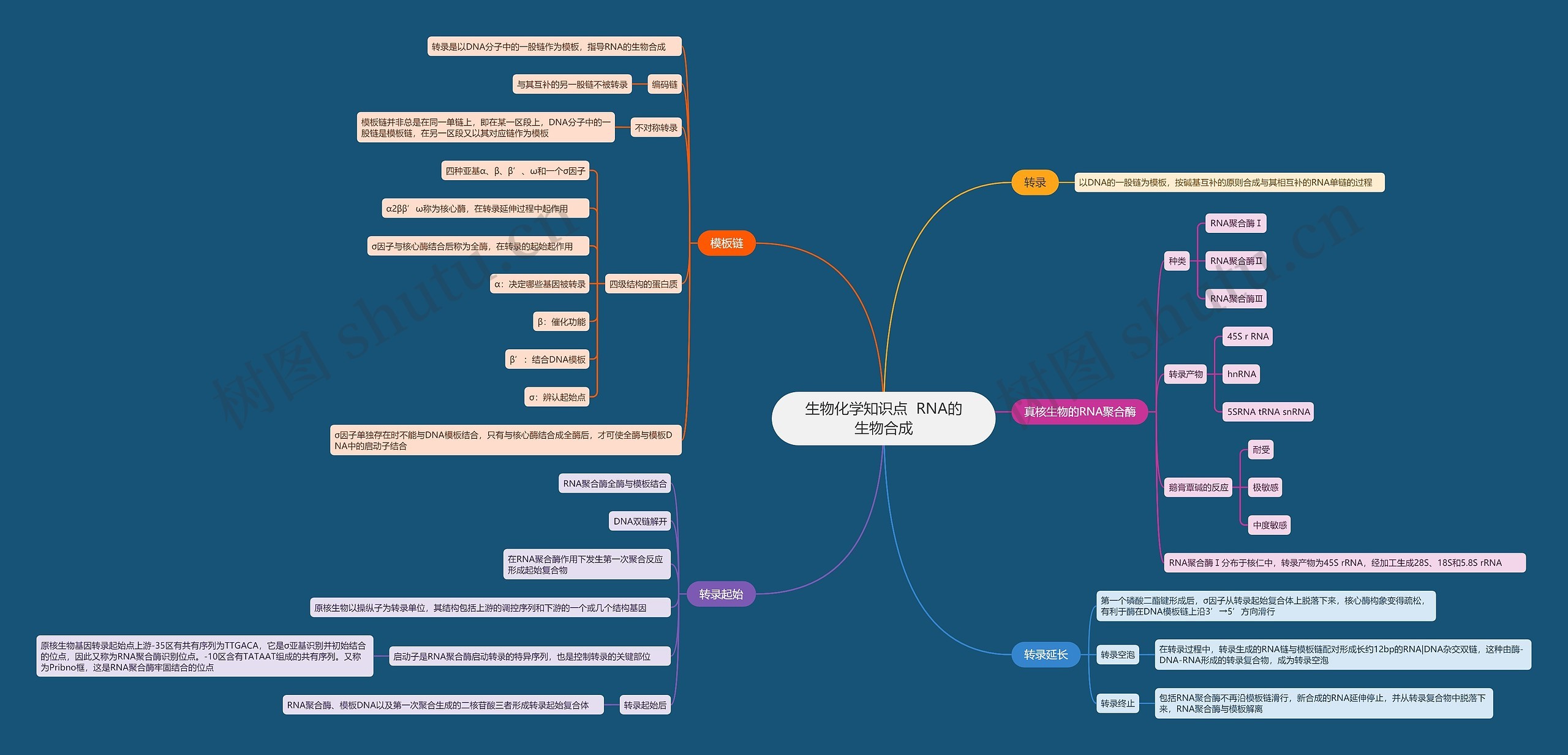 生物化学知识点  RNA的生物合成思维导图