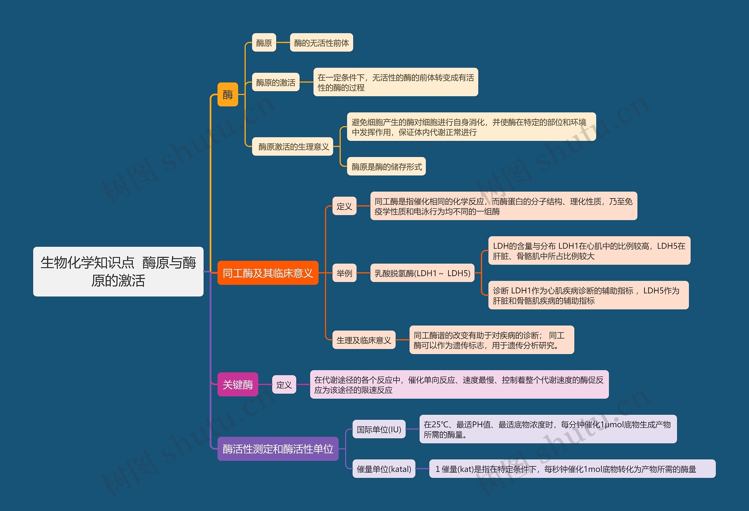 生物化学知识点  酶原与酶原的激活思维导图