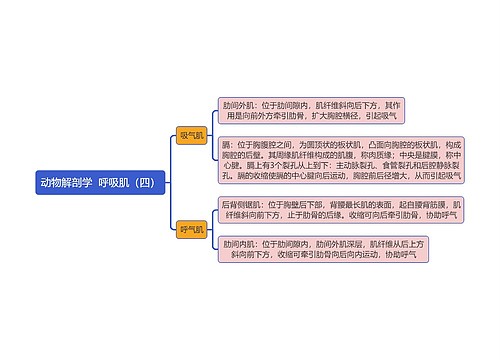 《动物解剖学  呼吸肌（四）》思维导图