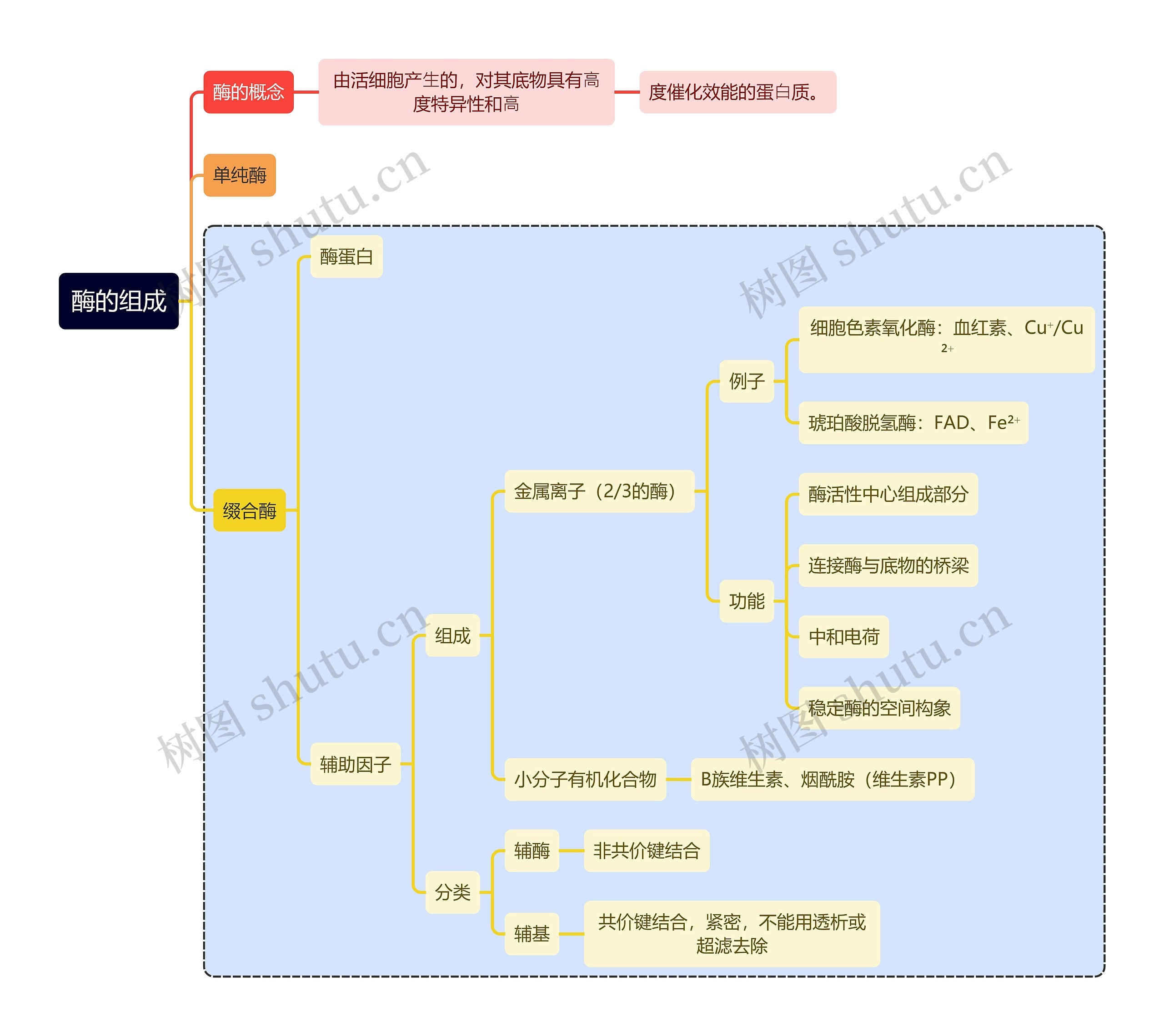 医学知识酶的组成思维导图