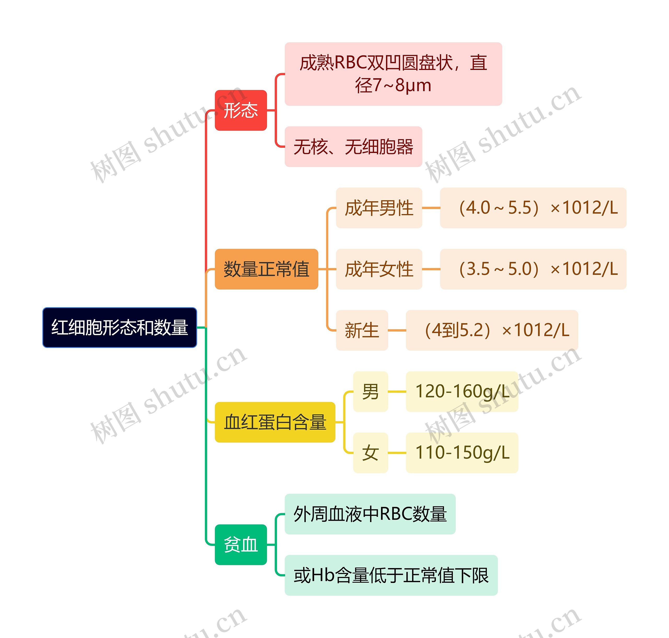 医学知识红细胞形态和数量思维导图