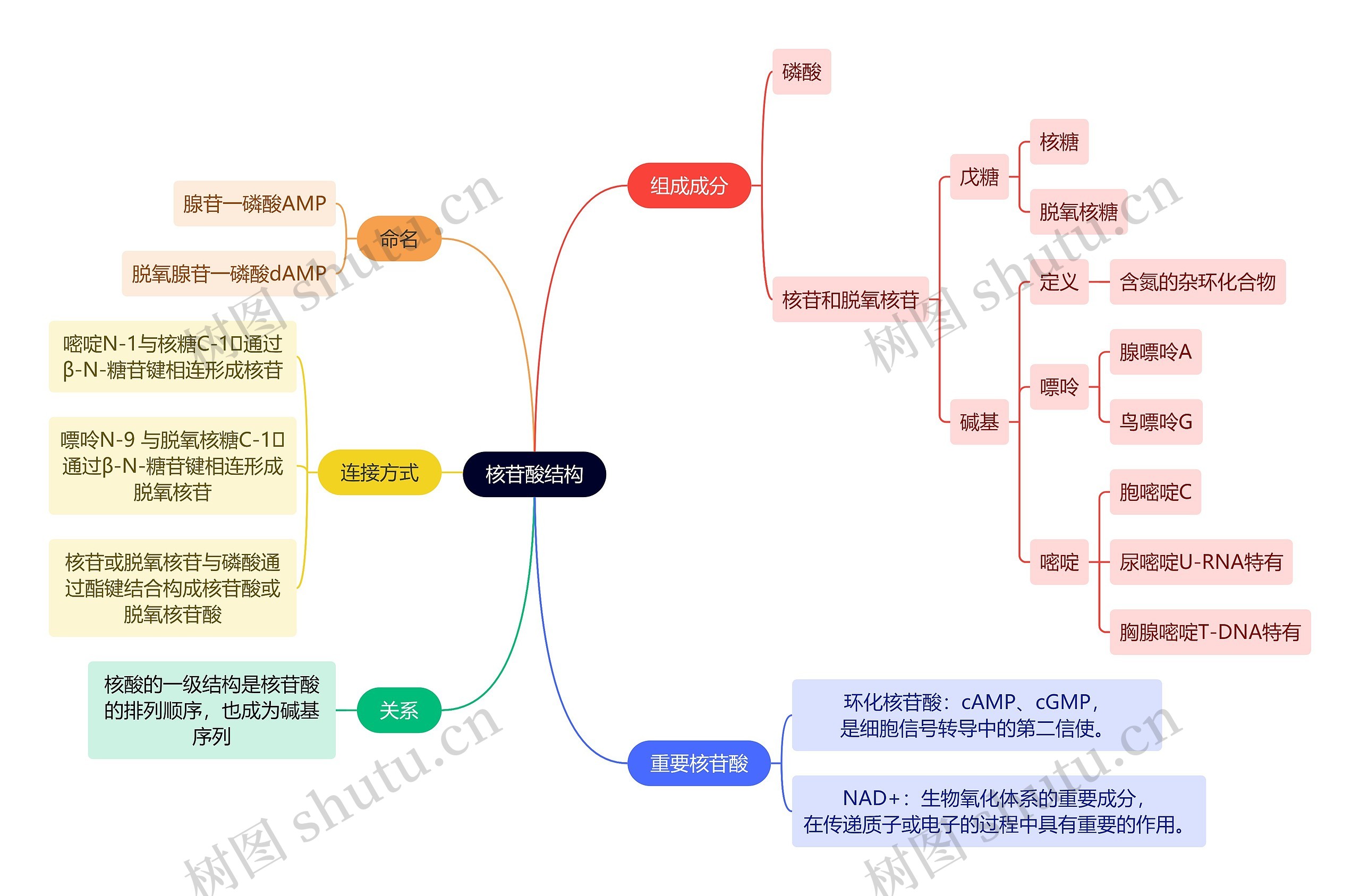 生化知识核苷酸结构思维导图