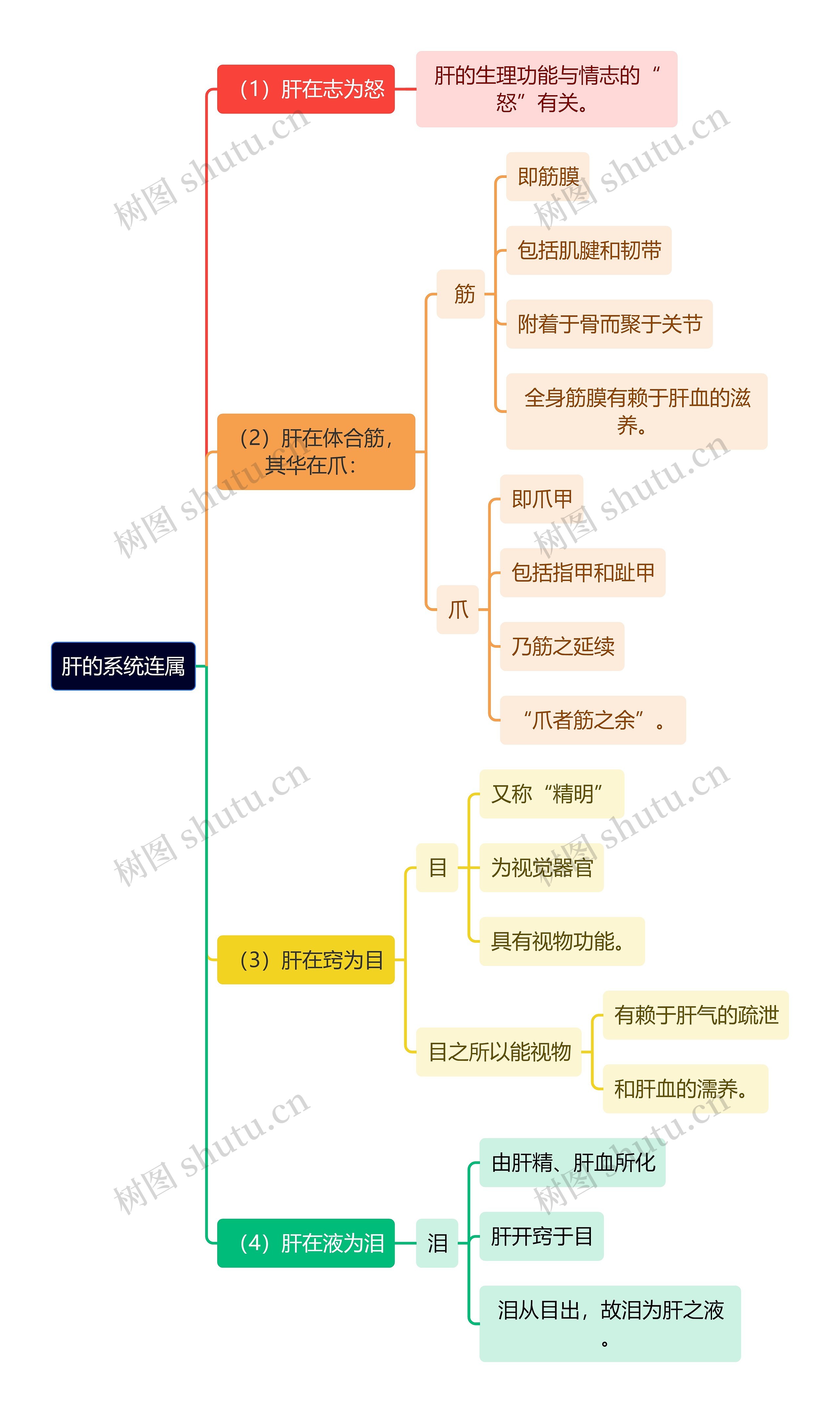 中医知识肝的系统连属思维导图