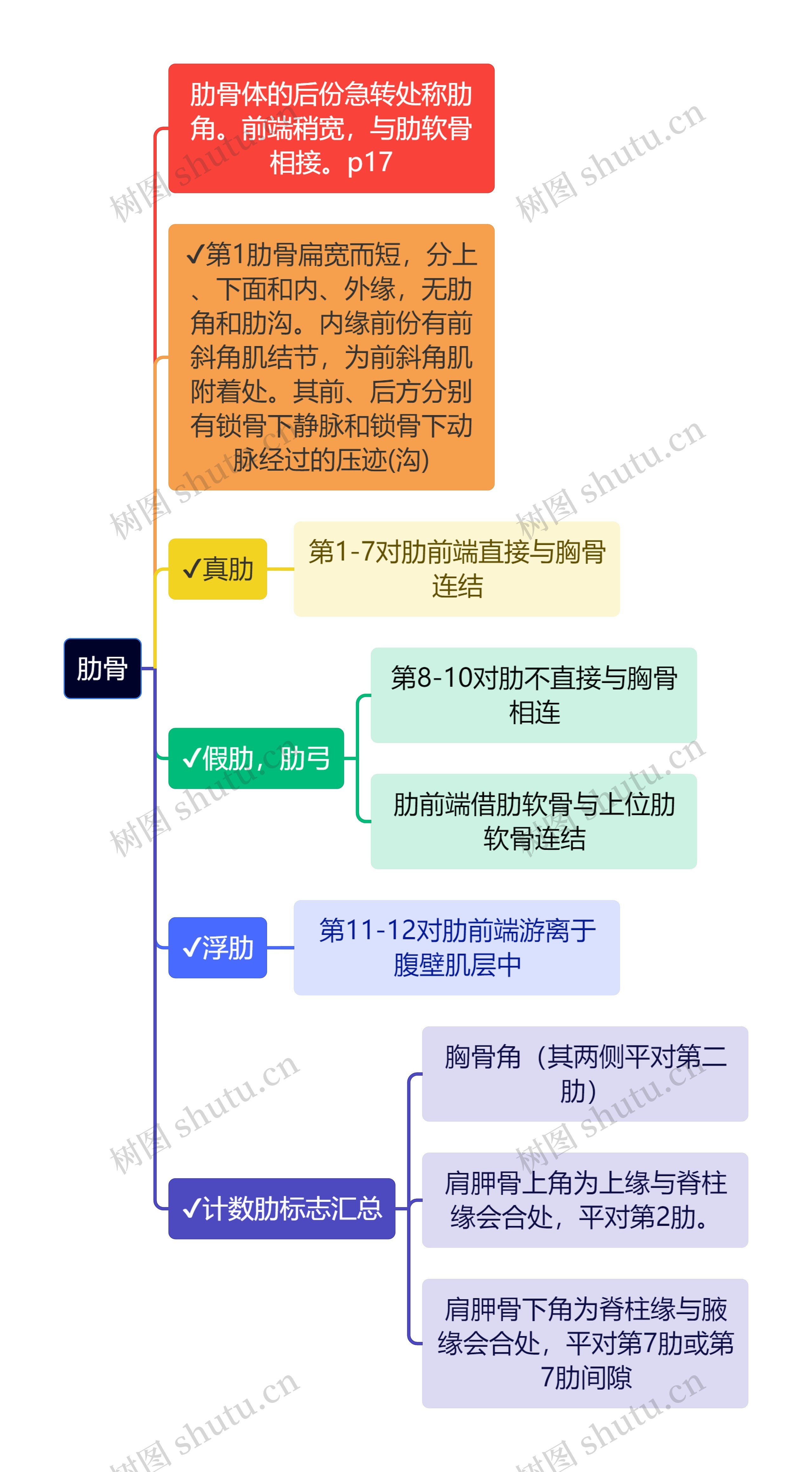 医学知识肋骨思维导图