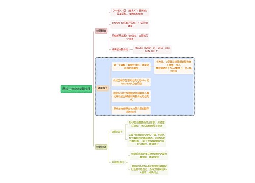 医学知识原核⽣物的转录过程思维导图