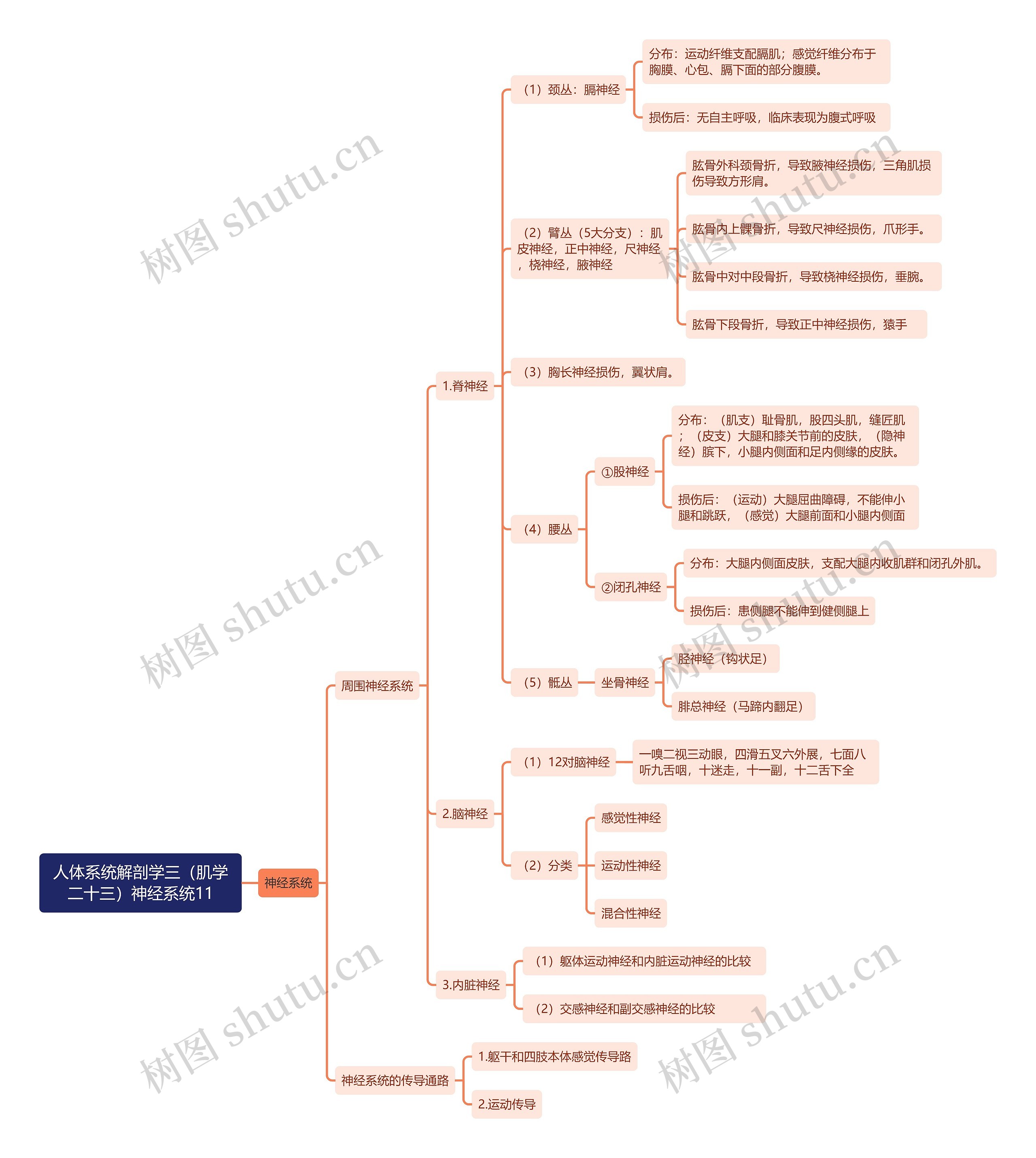 《人体系统解剖学三（肌学二十三）神经系统11》思维导图