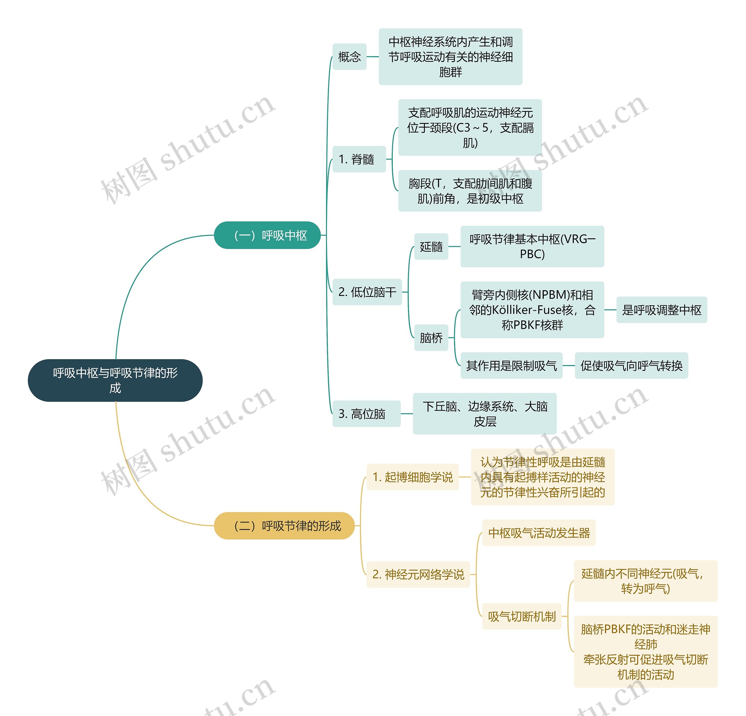 医学知识呼吸中枢与呼吸节律的形成思维导图