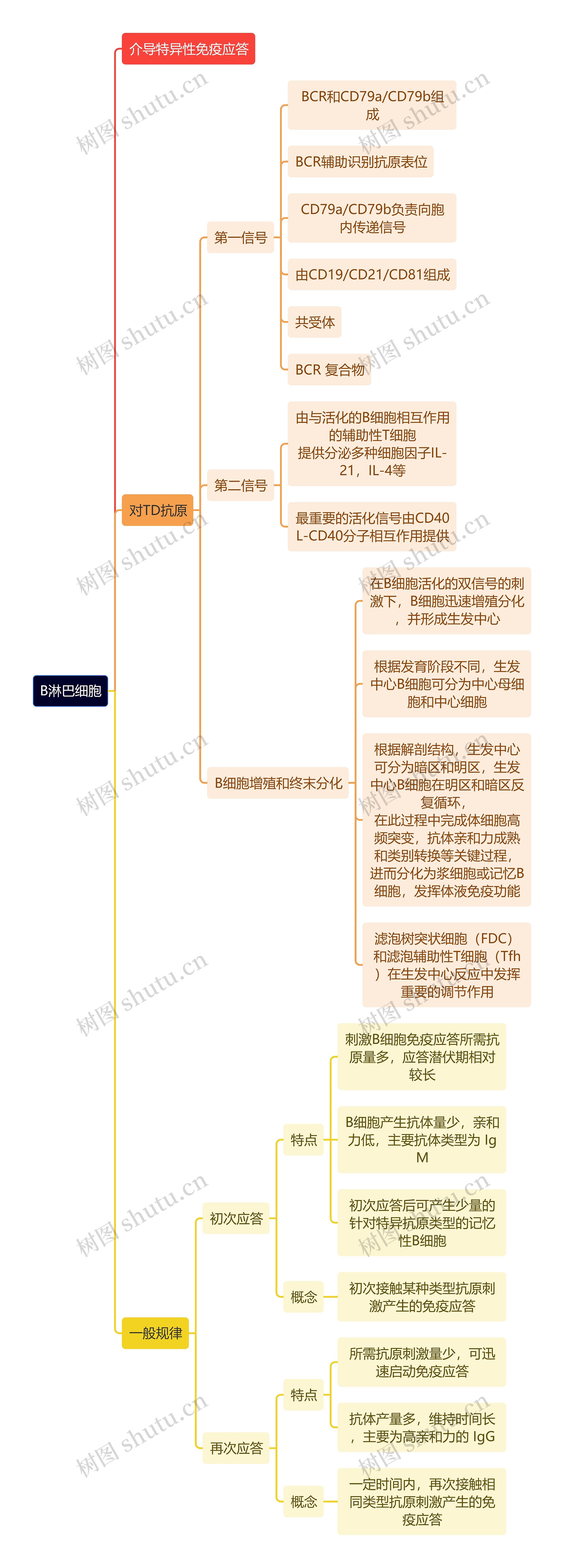 医学知识B淋巴细胞介导特异性免疫应答思维导图