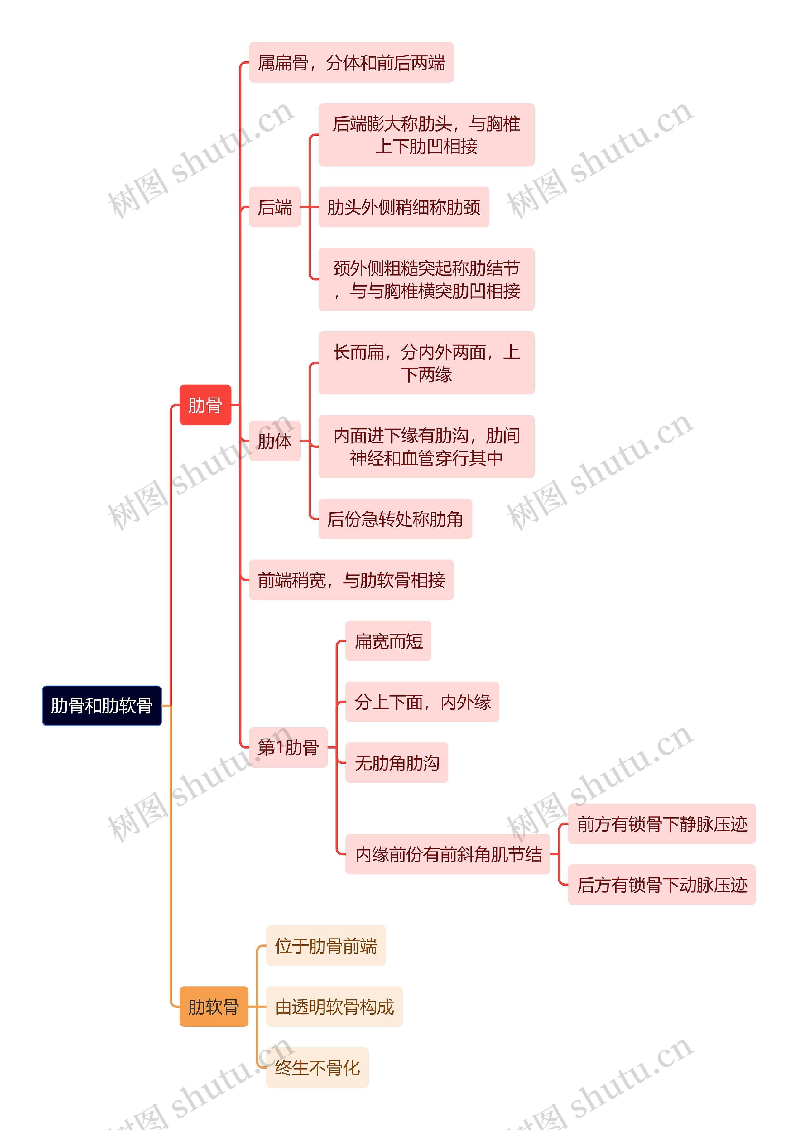 解剖学知识肋骨和肋软骨思维导图