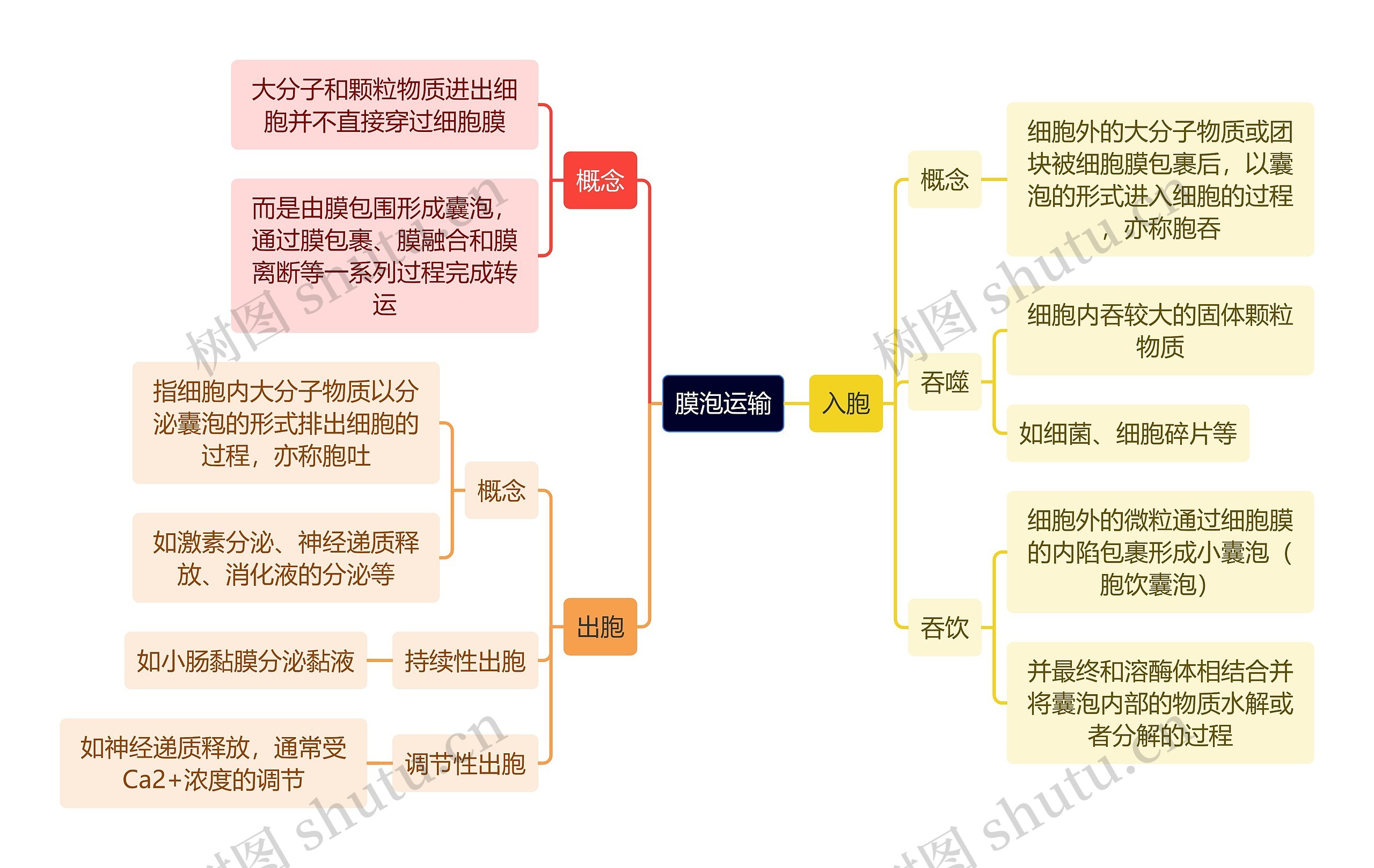 医学知识膜泡运输思维导图