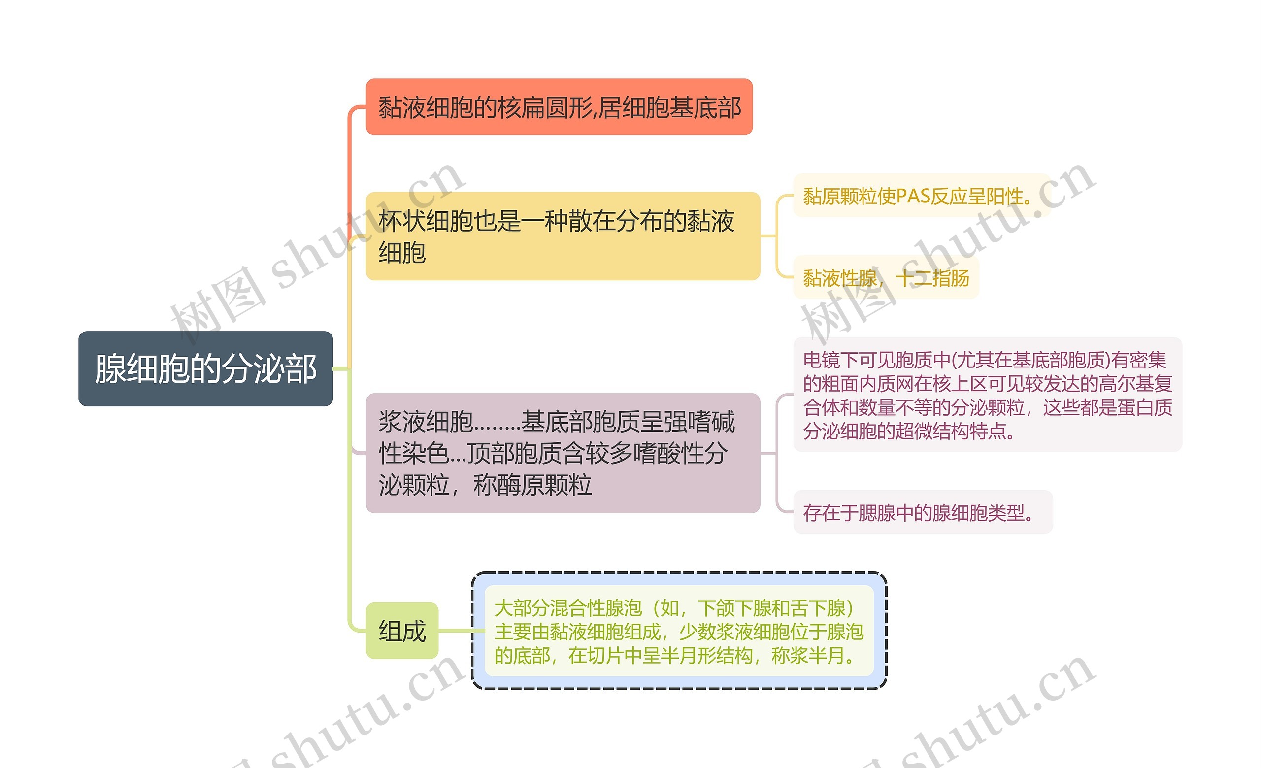 医学知识腺细胞的分泌部思维导图