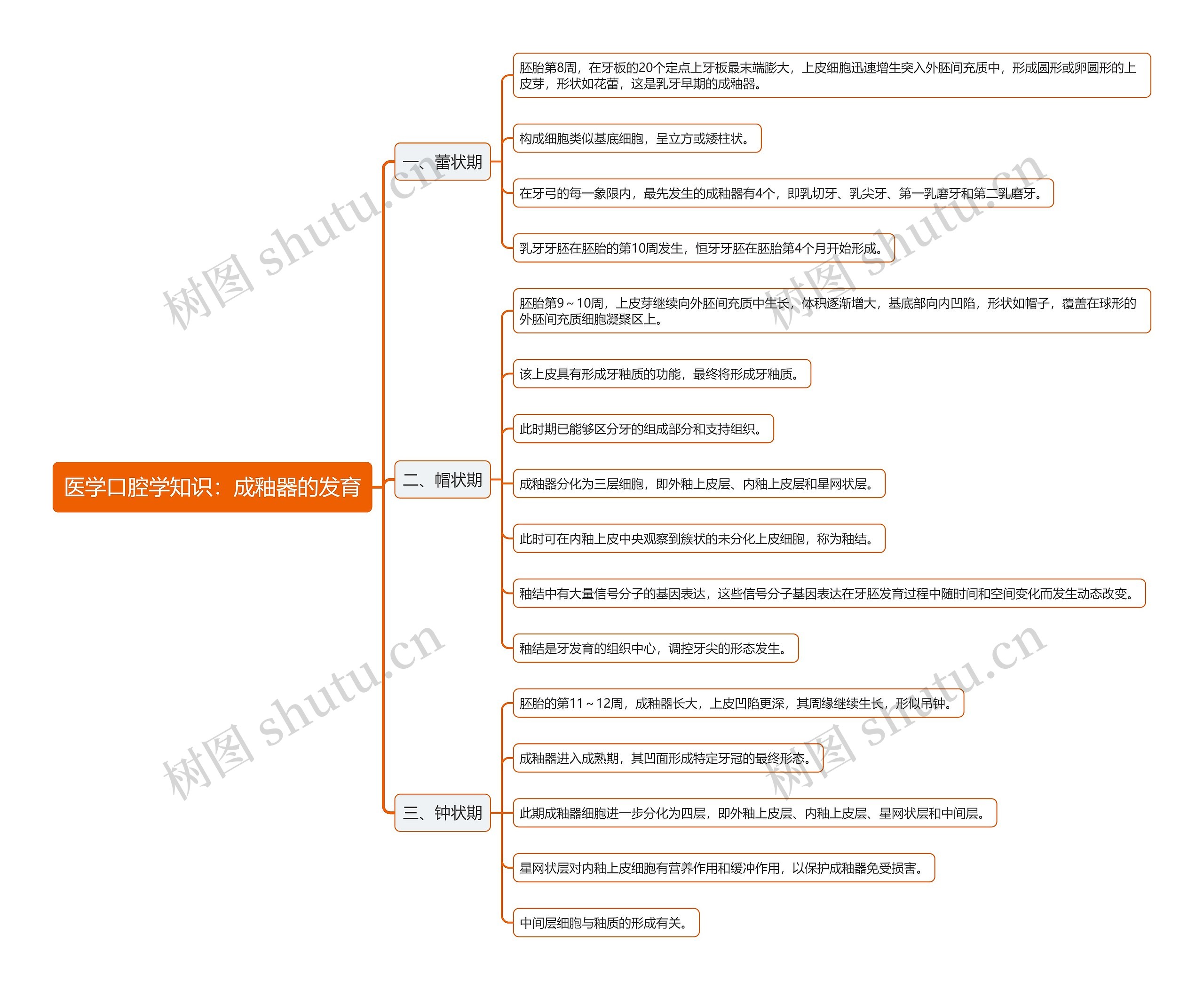 医学口腔学知识：成釉器的发育思维导图