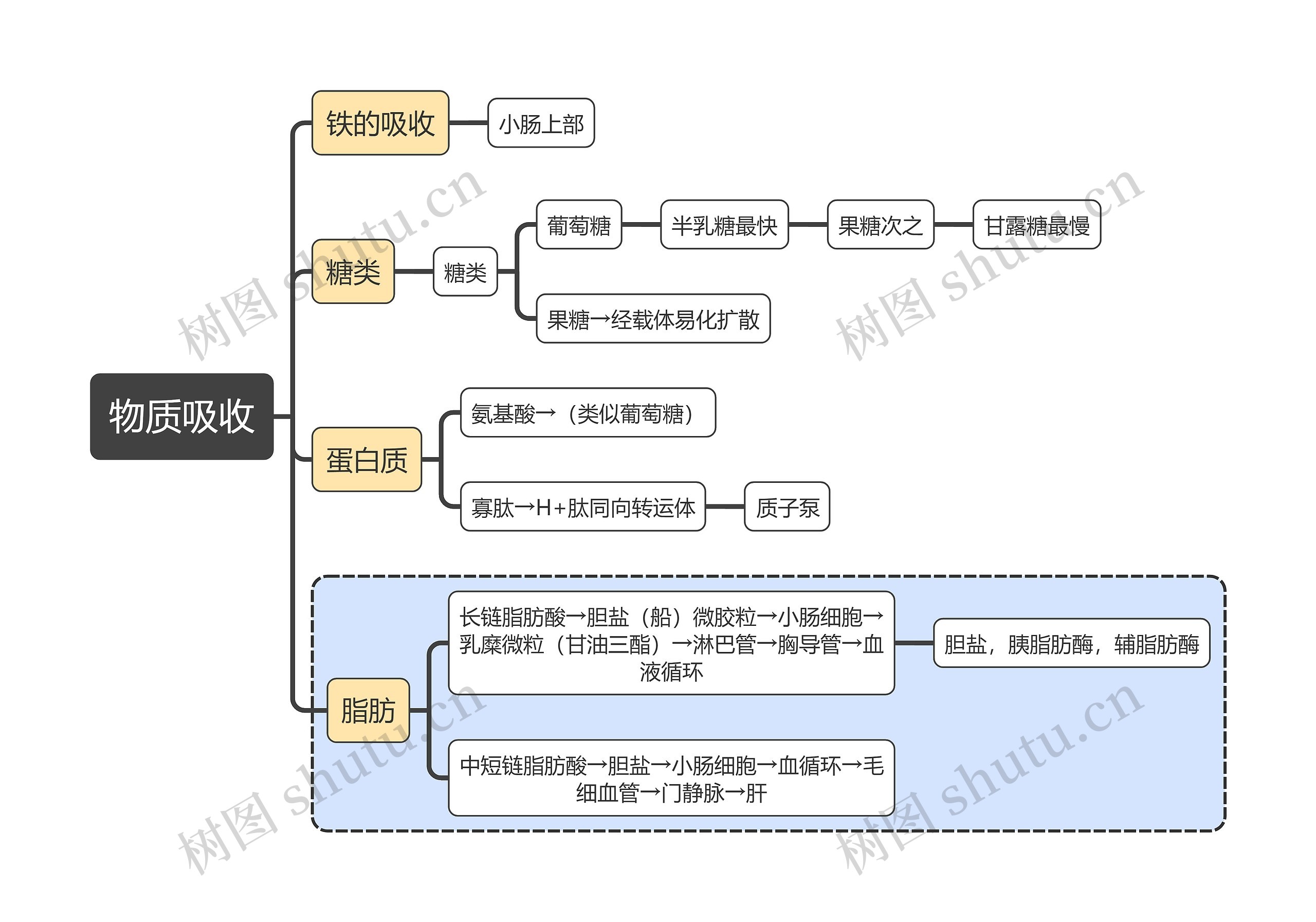 医学知识物质吸收思维导图