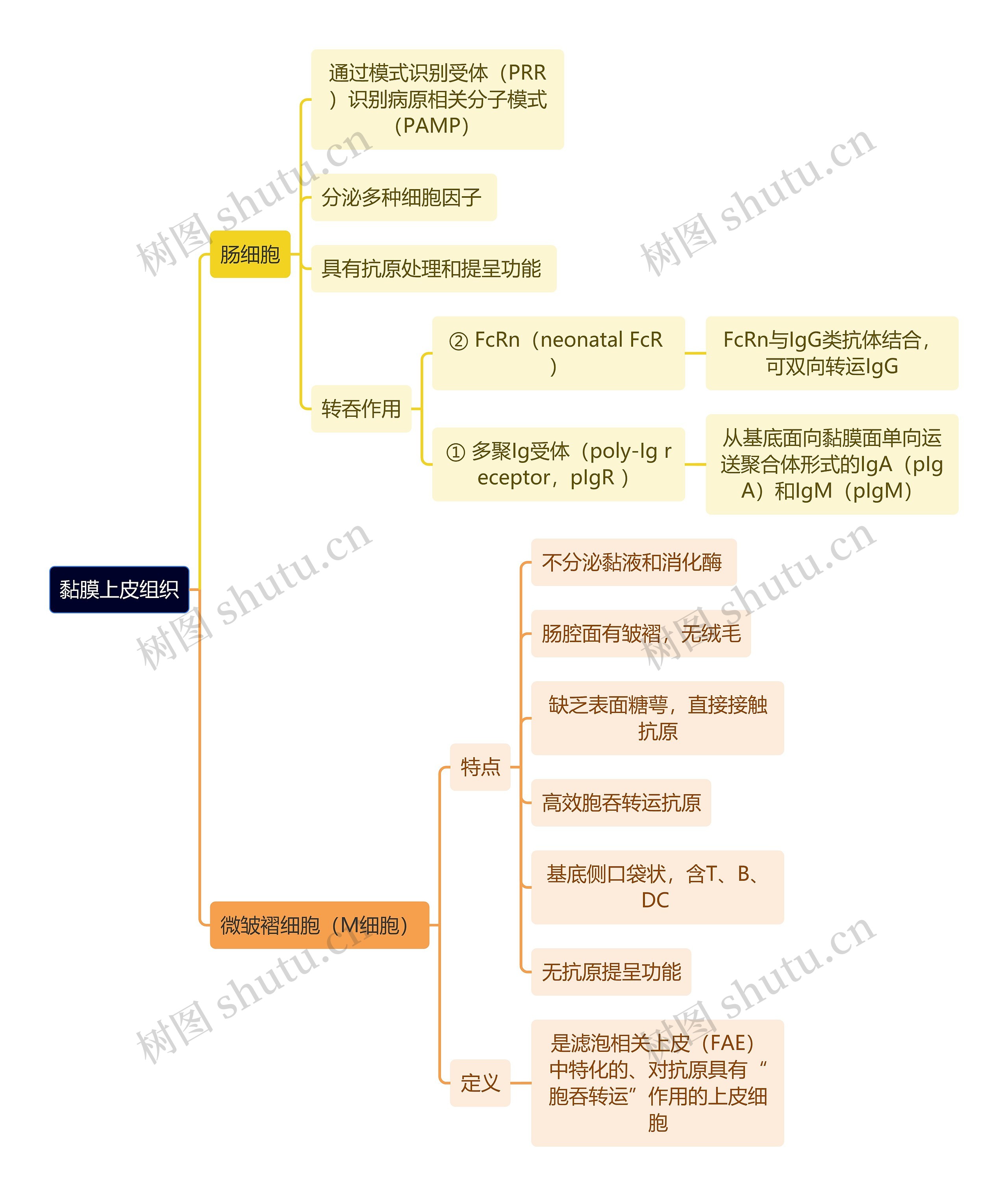 医学知识黏膜上皮组织思维导图