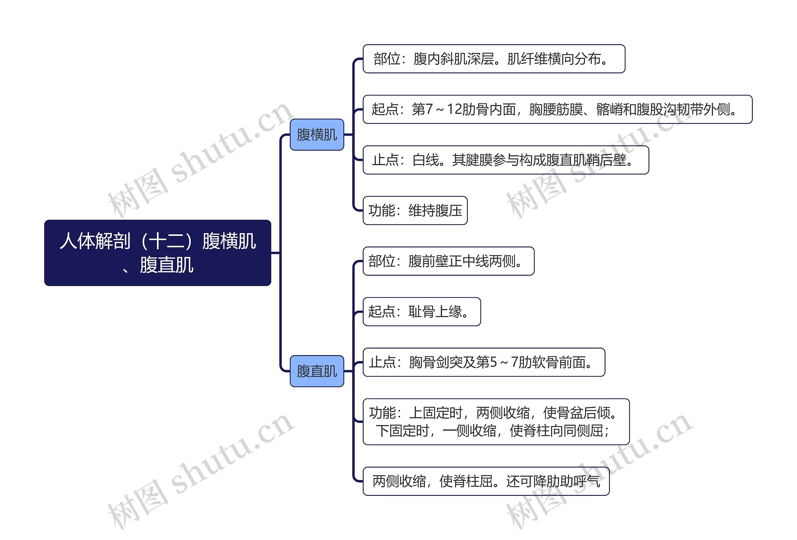 《人体解剖（十二）腹横肌、腹直肌》思维导图