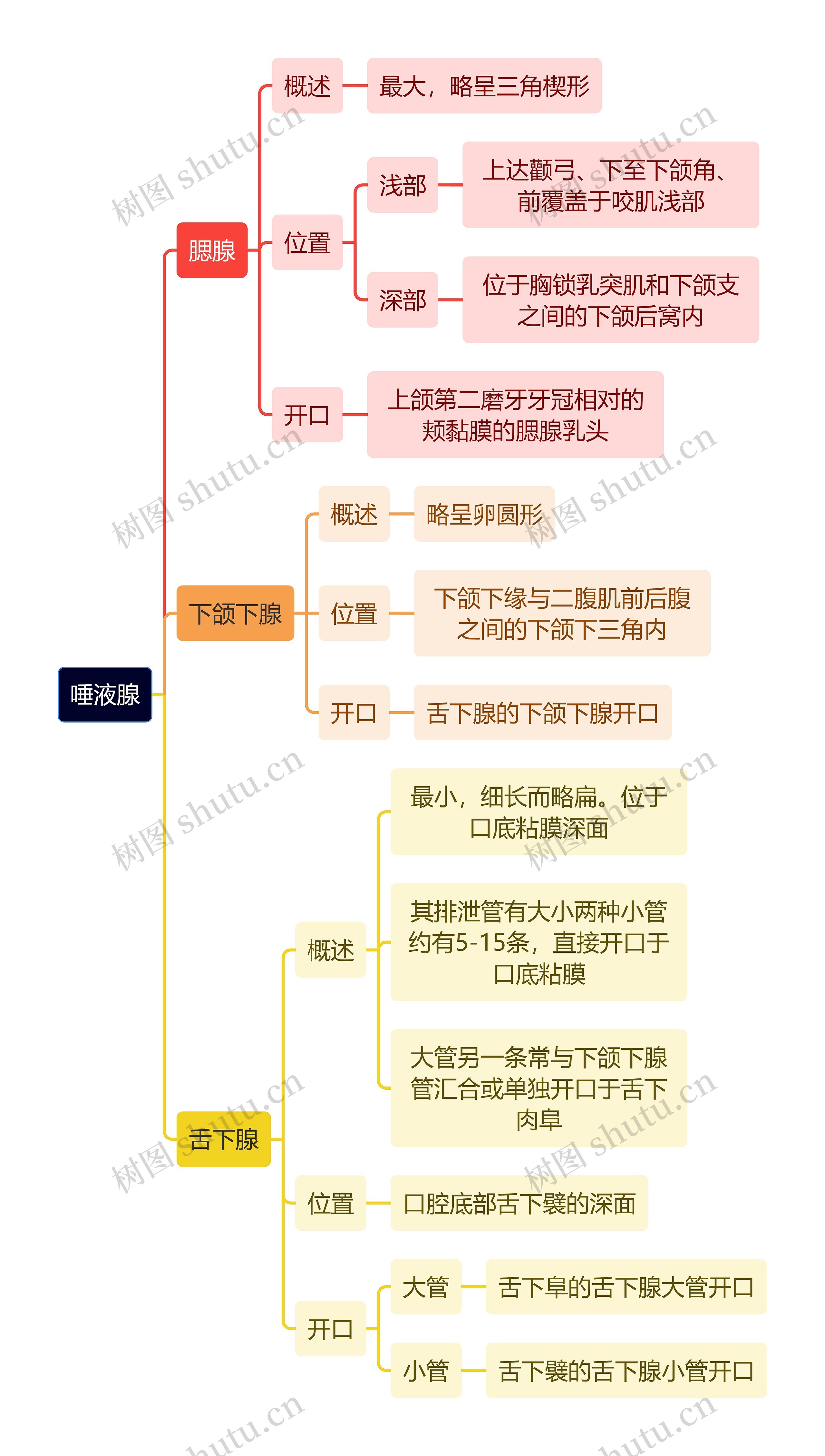 解剖学知识唾液腺思维导图