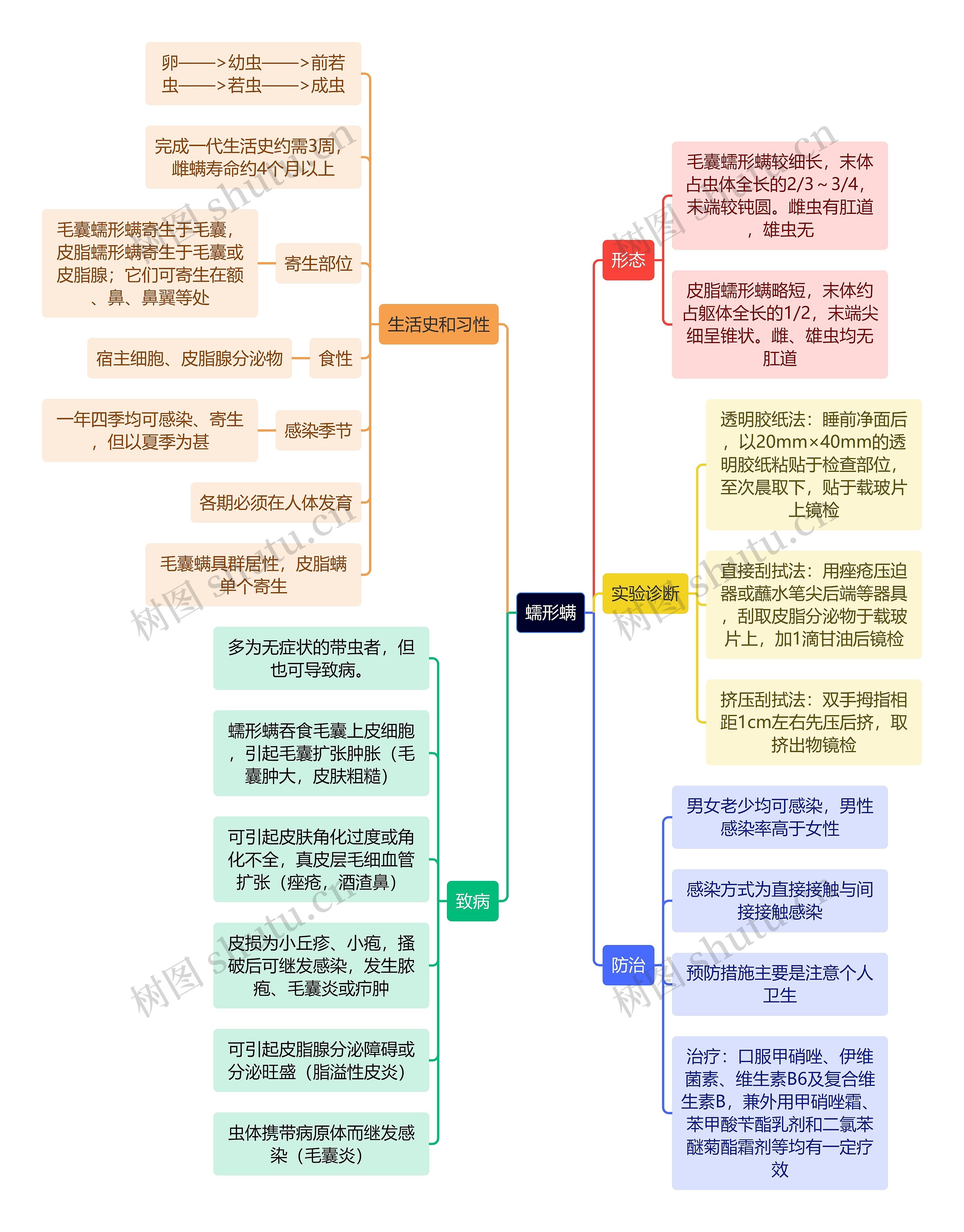 医学知识蠕形螨思维导图