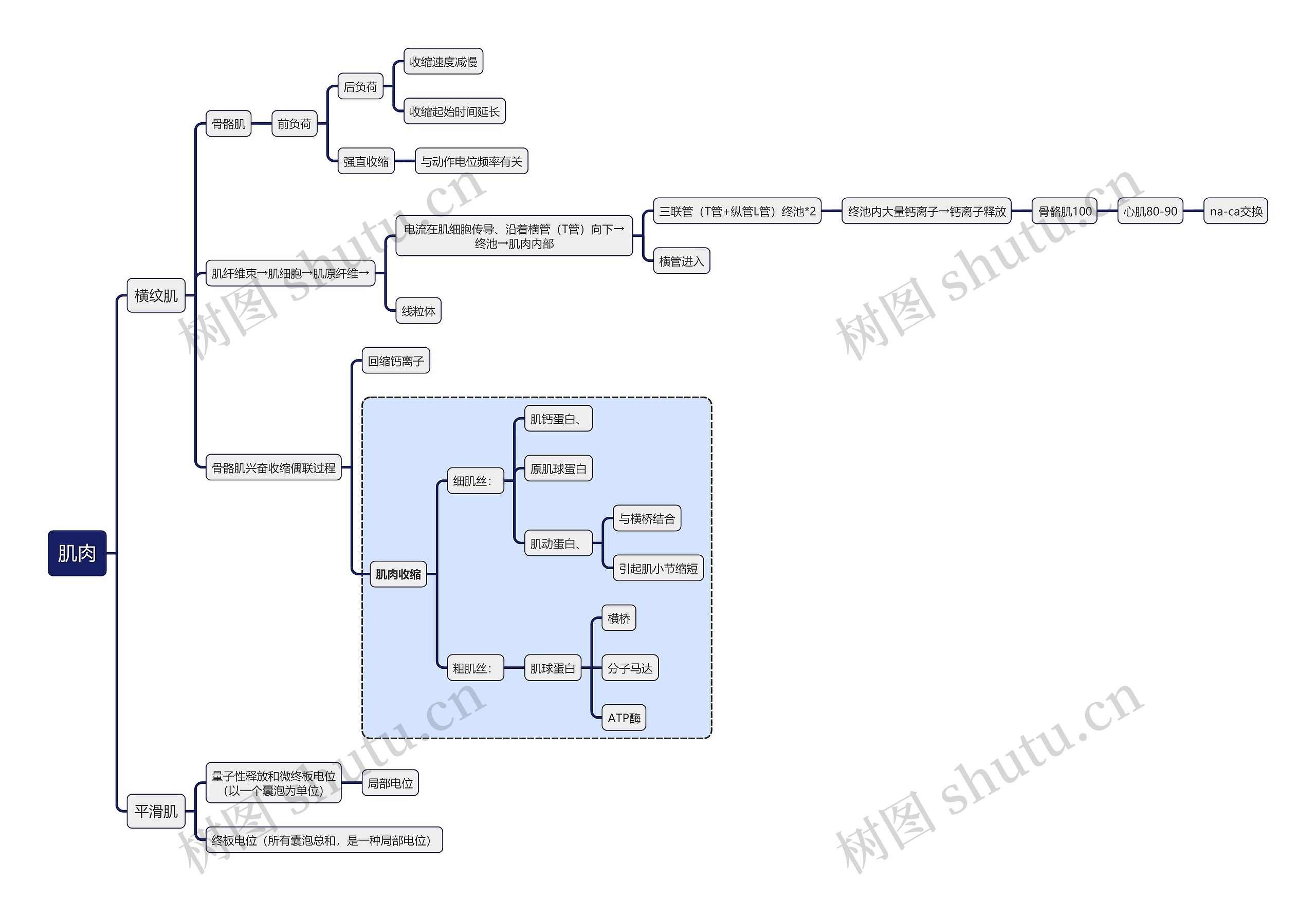 医学知识肌肉思维导图