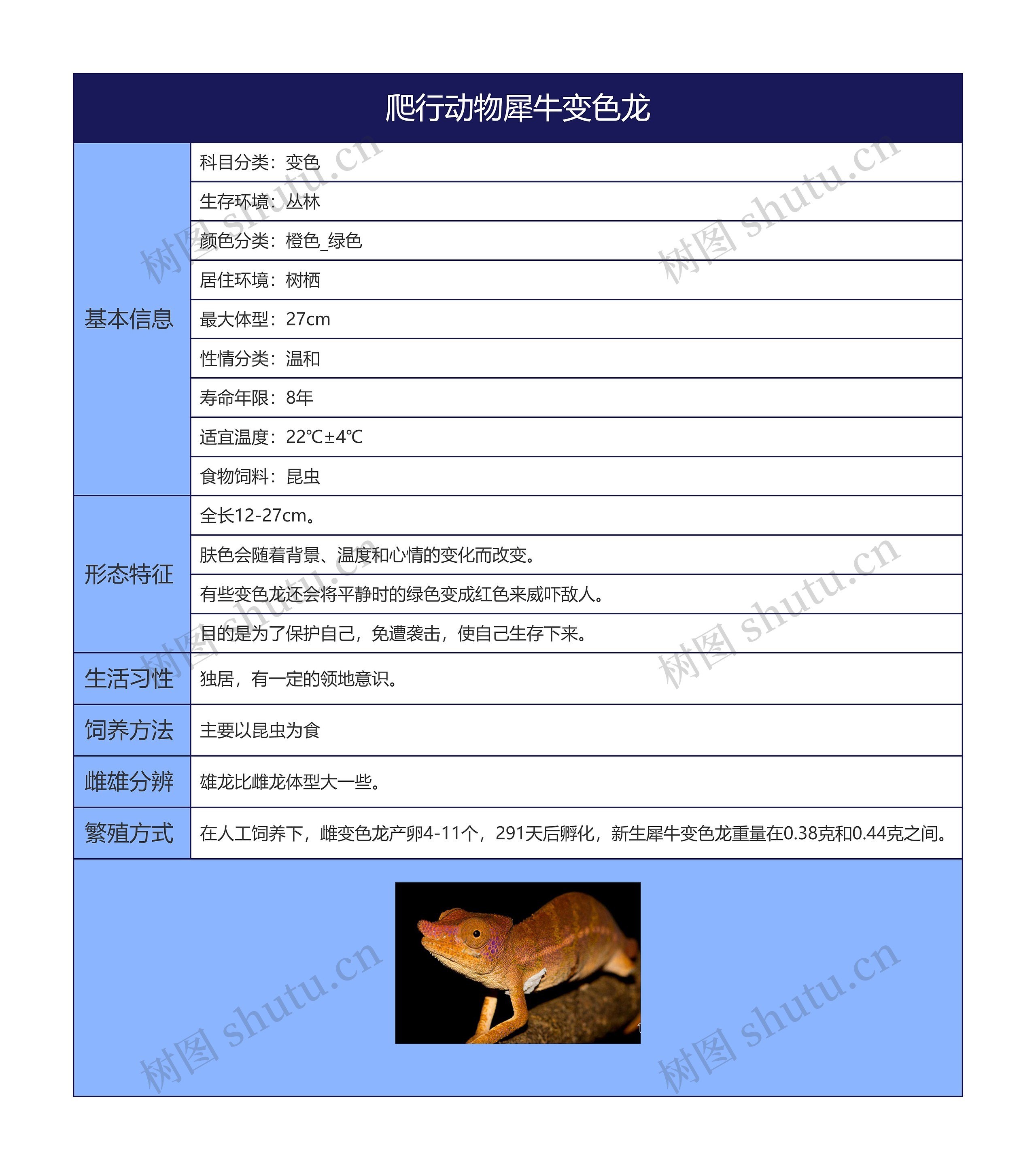 爬行动物犀牛变色龙