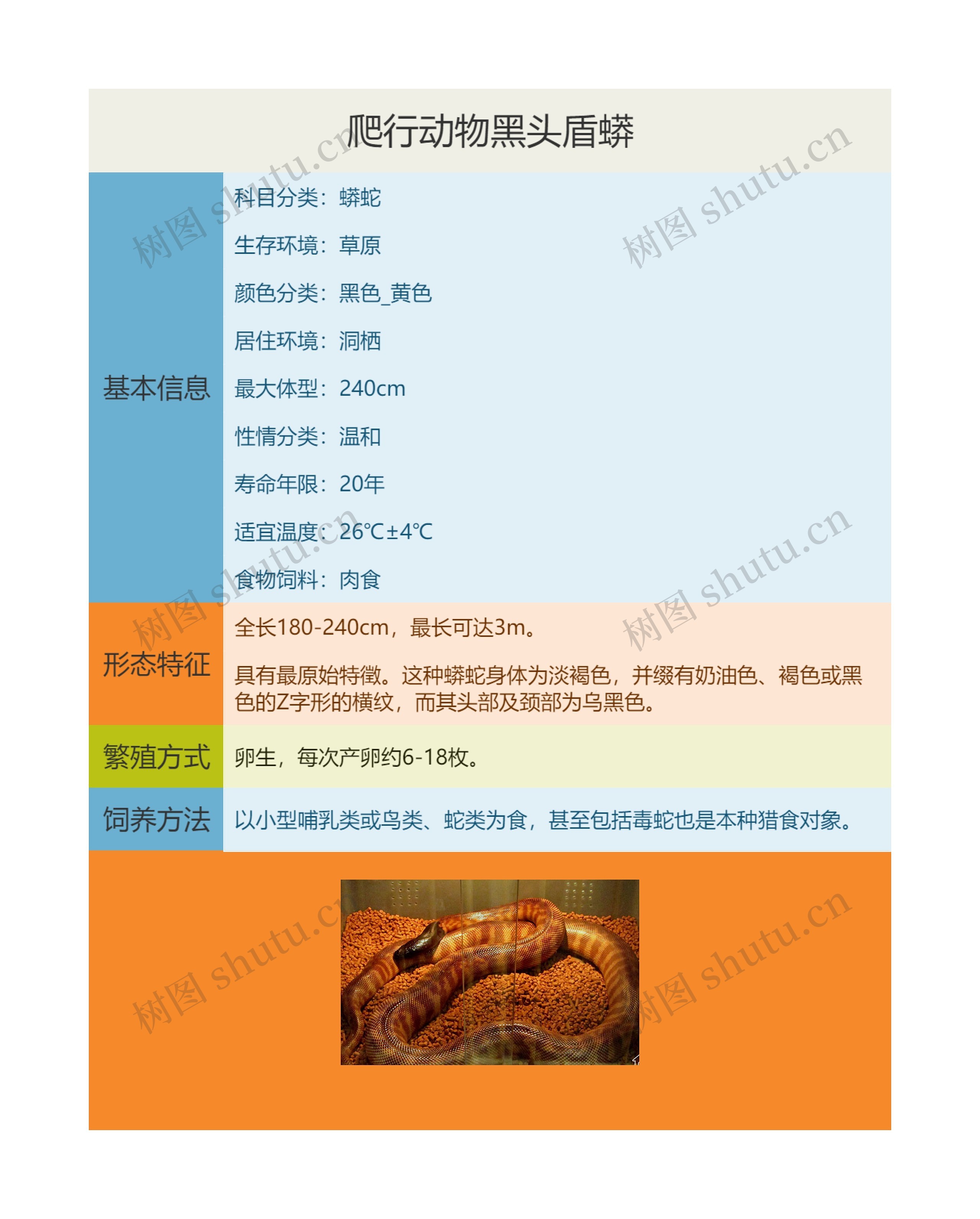 爬行动物黑头盾蟒