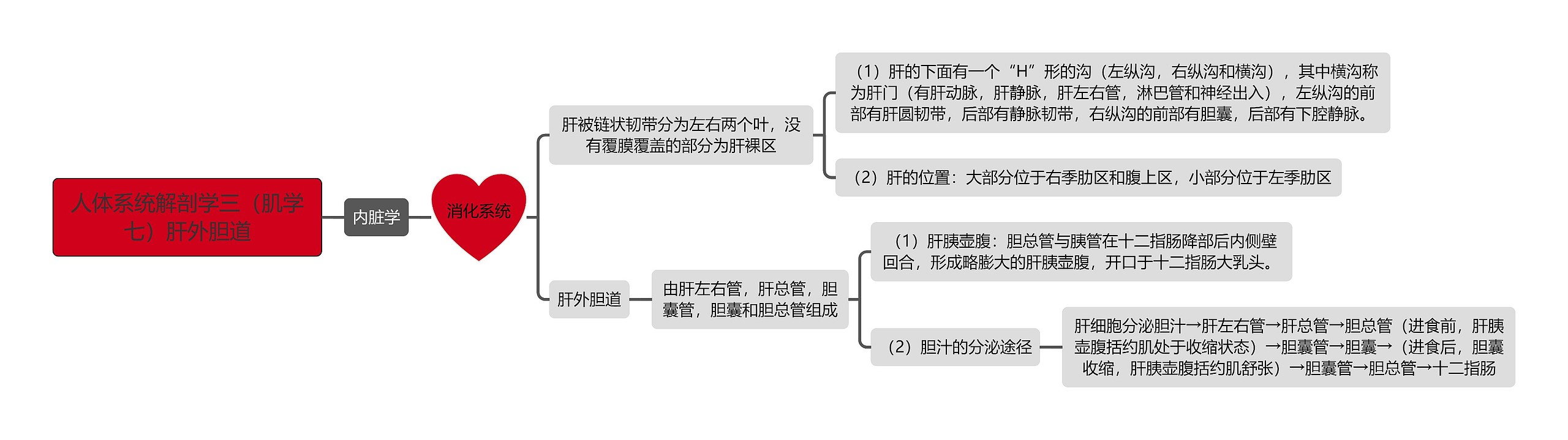 《人体系统解剖学三（肌学七）肝外胆道》思维导图