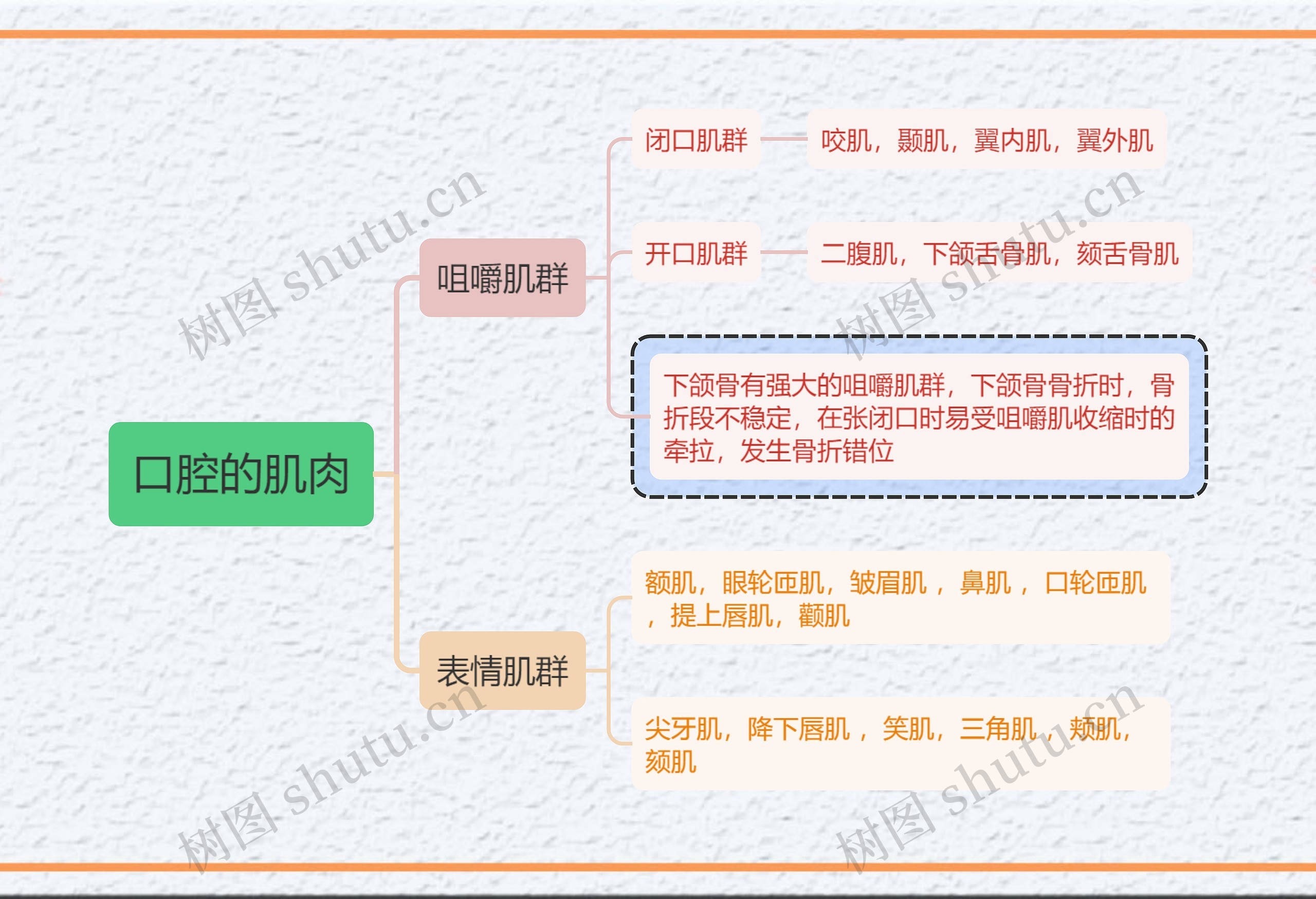 医学知识口腔的肌肉思维导图