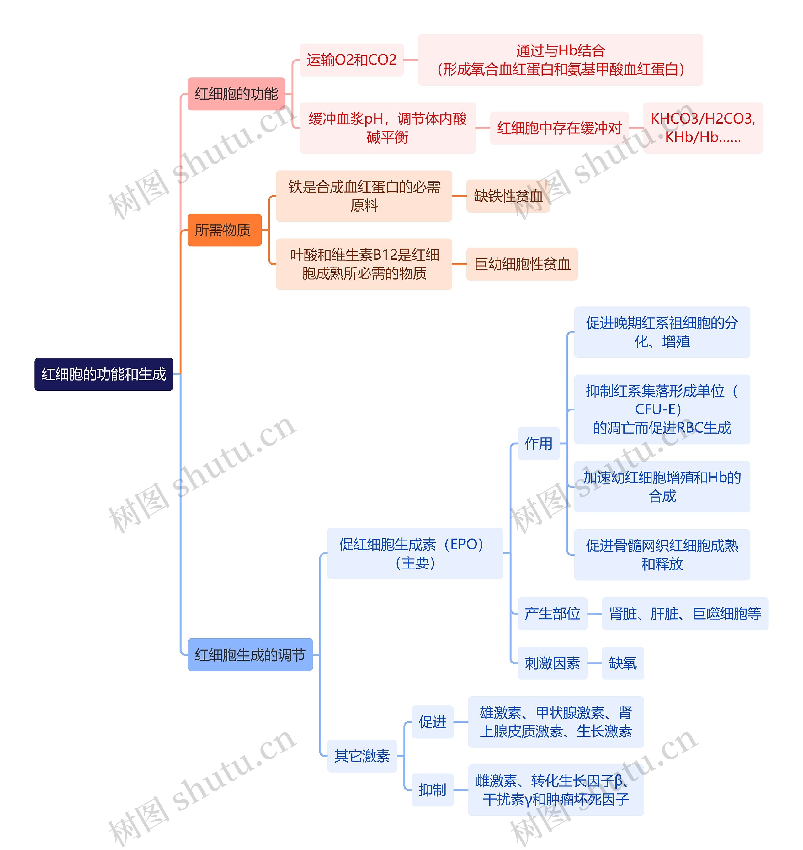 医学知识红细胞的功能和生成思维导图