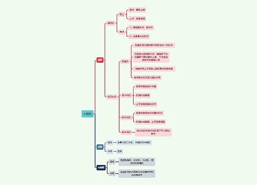 解剖学知识大腿肌思维导图
