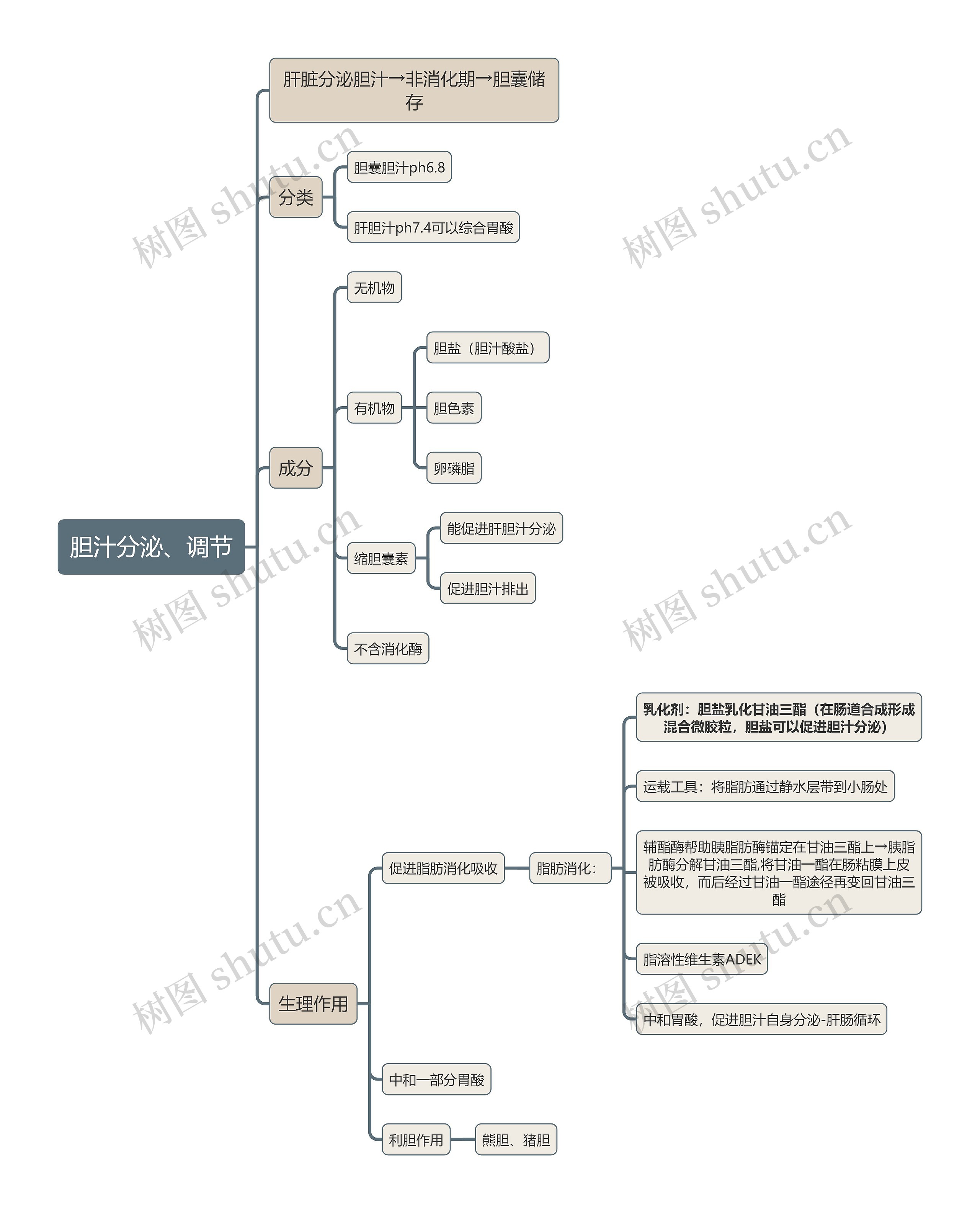 医学知识胆汁分泌、调节思维导图