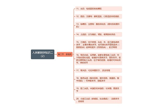 《人体解剖学知识二（二）骨骼肌》思维导图