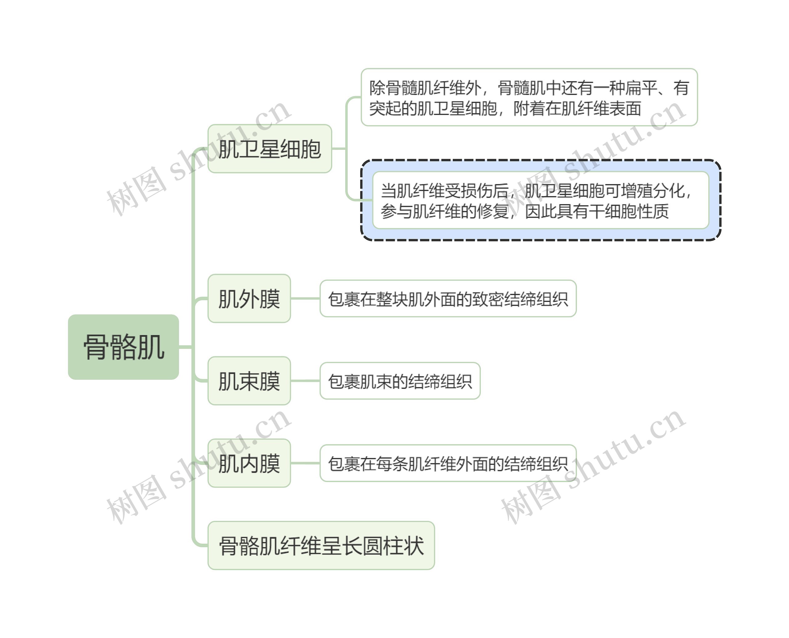 医学知识骨骼肌思维导图