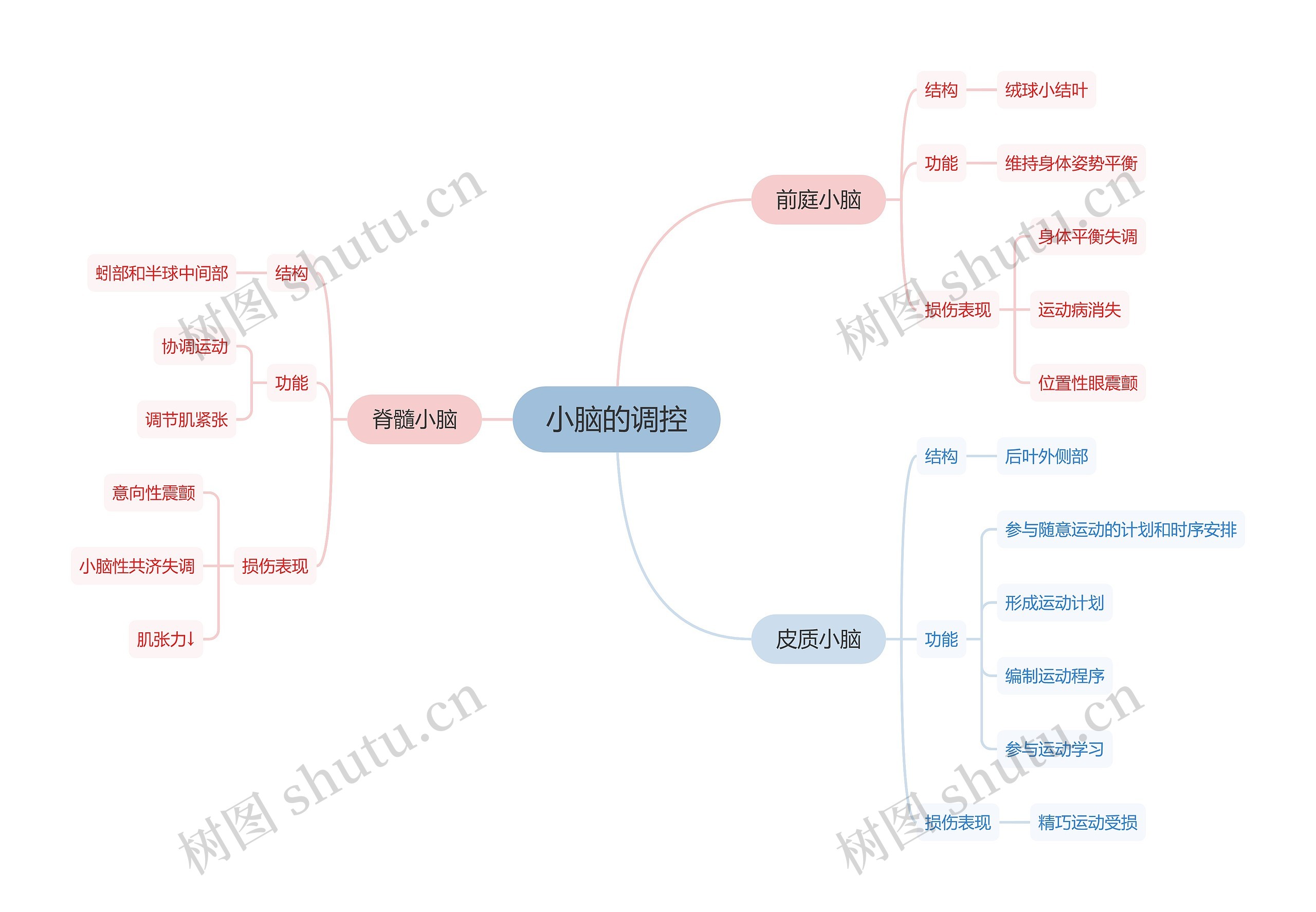 医学知识小脑的调控思维导图